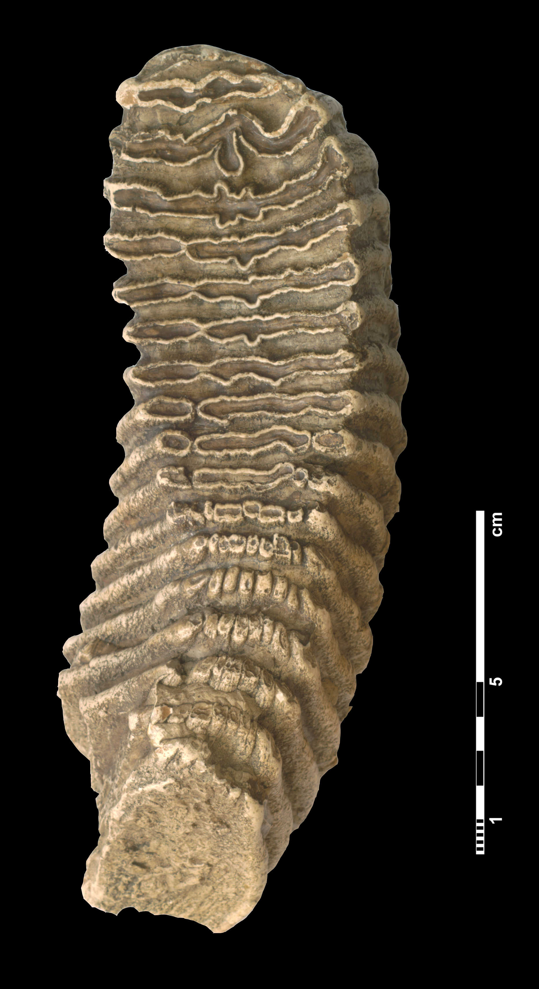 mammuthus_trogontherii-1 (M92)