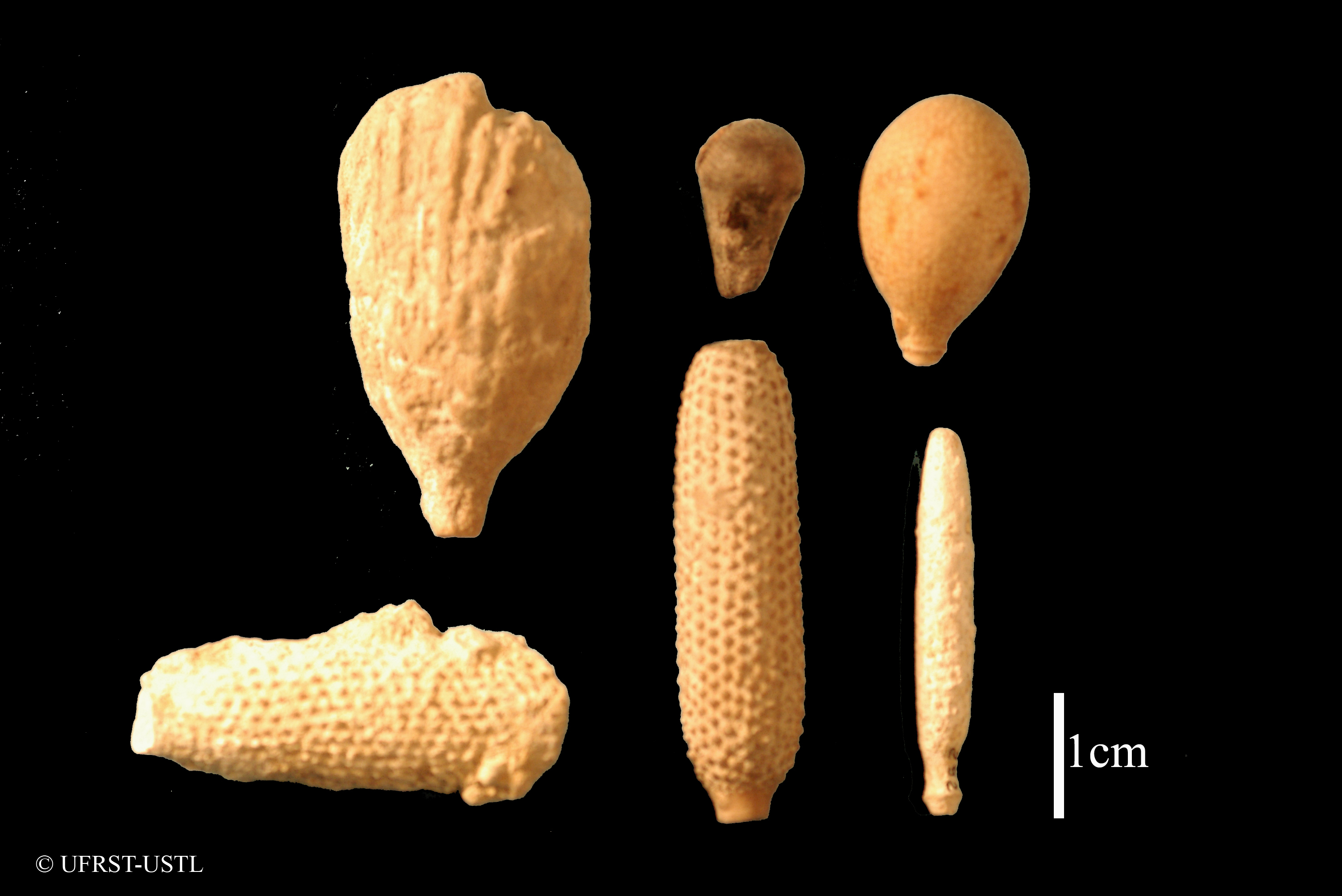 radioles_de_cidaroides (UL-E 0200  UL-E 0201  UL-E 0202  UL-E 0203  UL-E 0204  UL-E 0205)