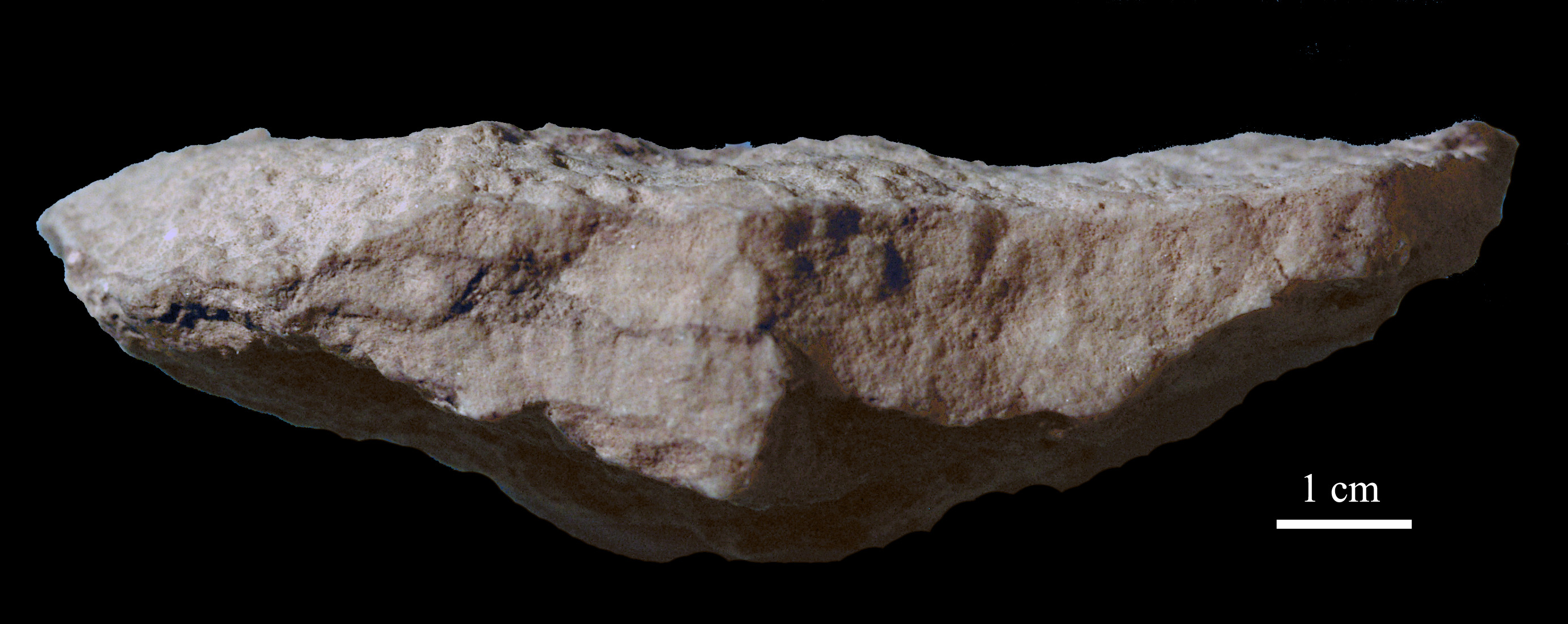 acervularia-5 (UL-C 0013)