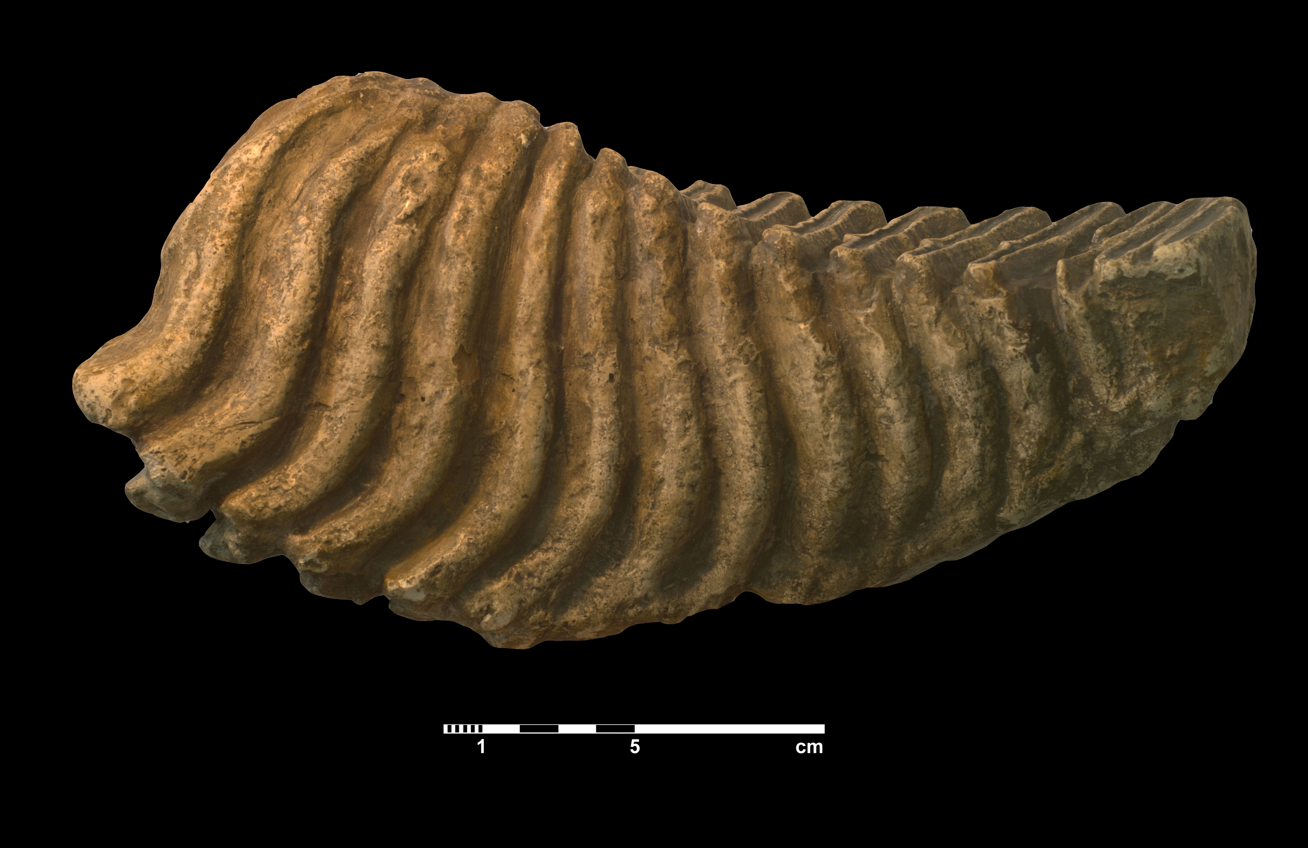 elephas_antiquus1-1 (M94)