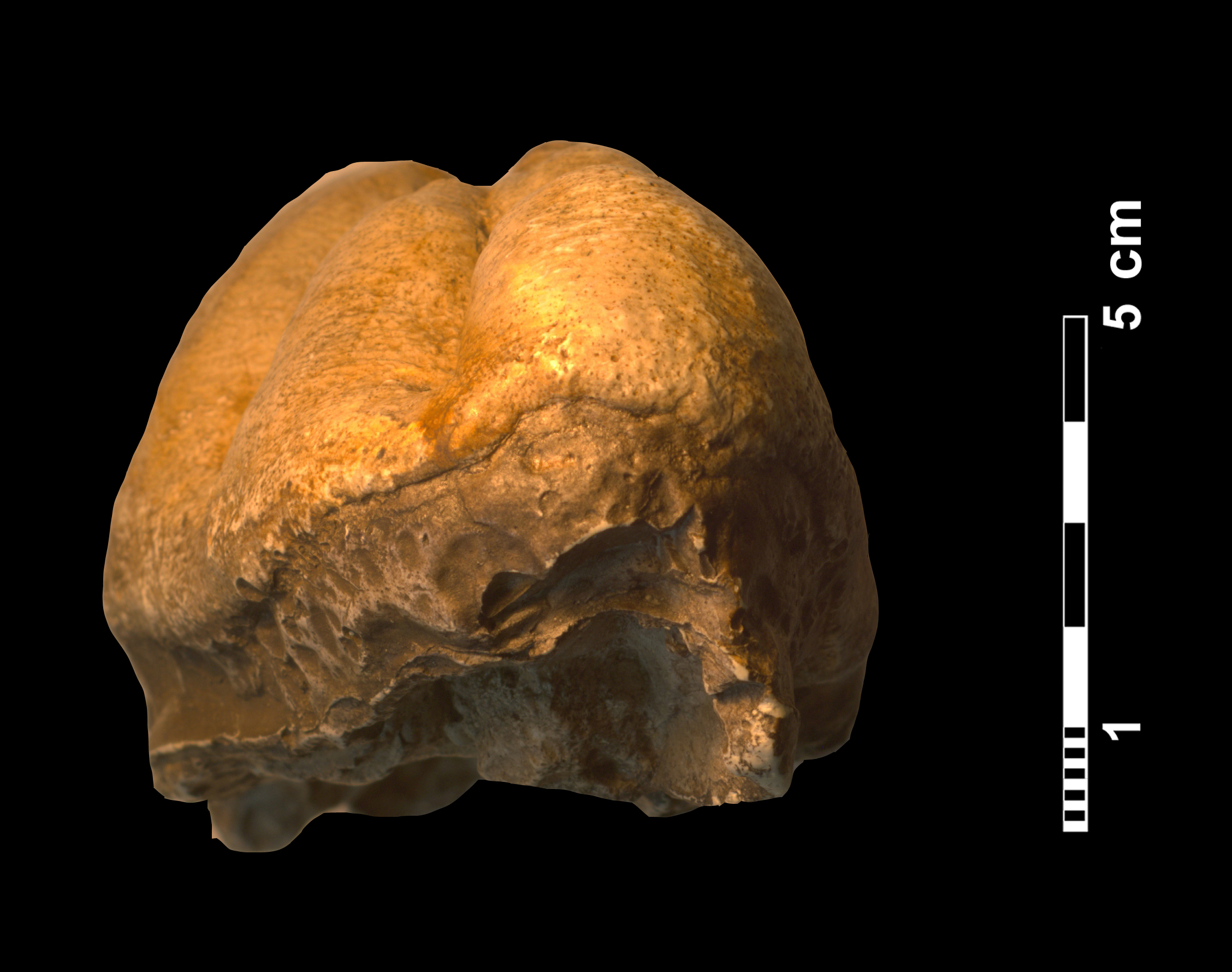 gomphotherium_angustidens-4 (M378)