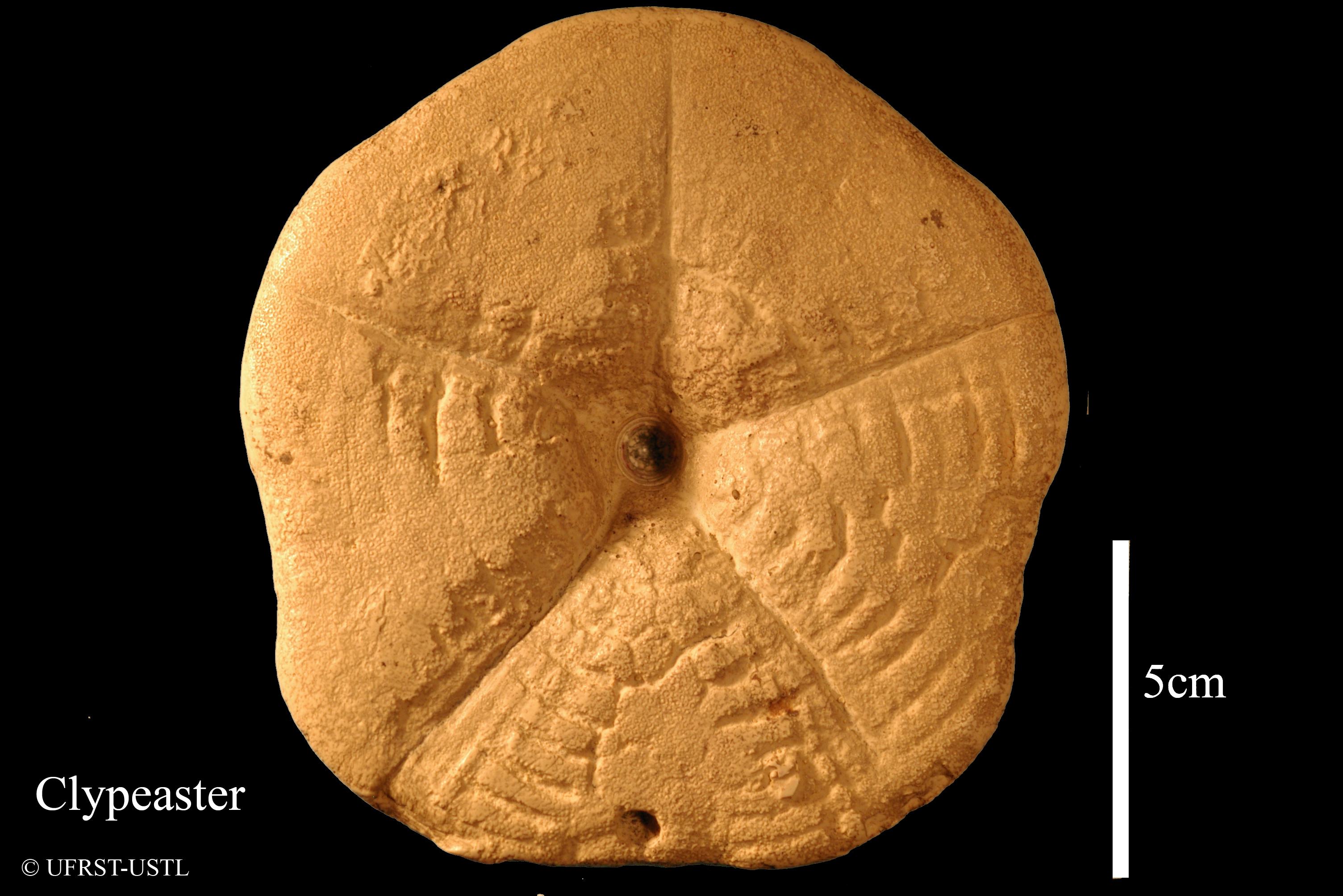 clypeaster_aegyptiacus-2 (UL-E 0157)