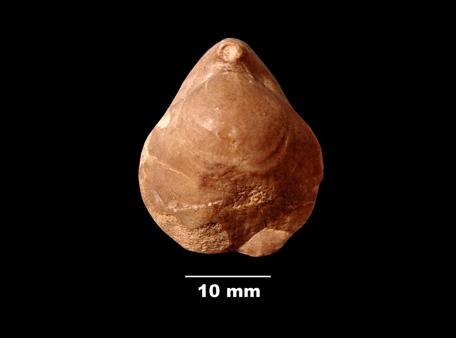 postepithyris-1 (UL-B 00028)