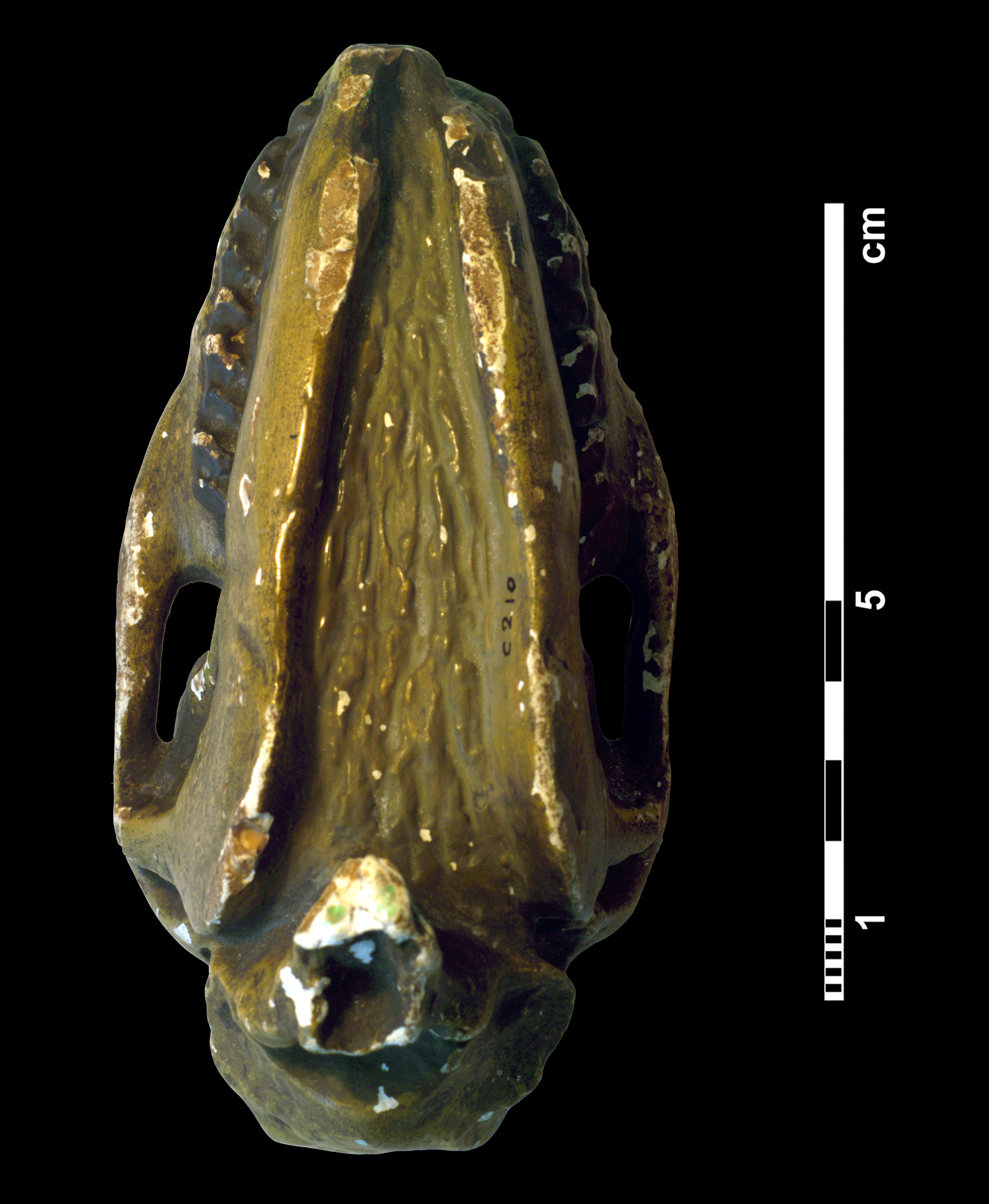 mesohippus_sp-4 (C210)