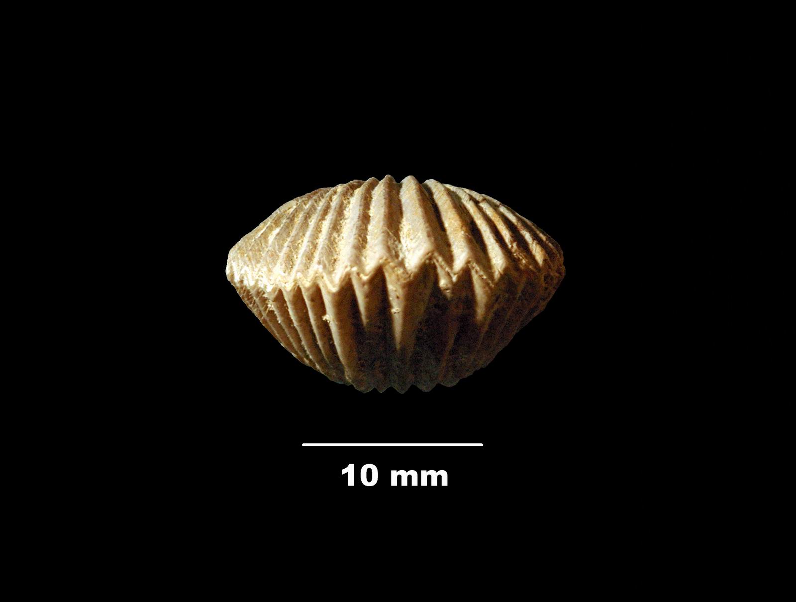 eudesia_cardium-4 (UL-B 00040)