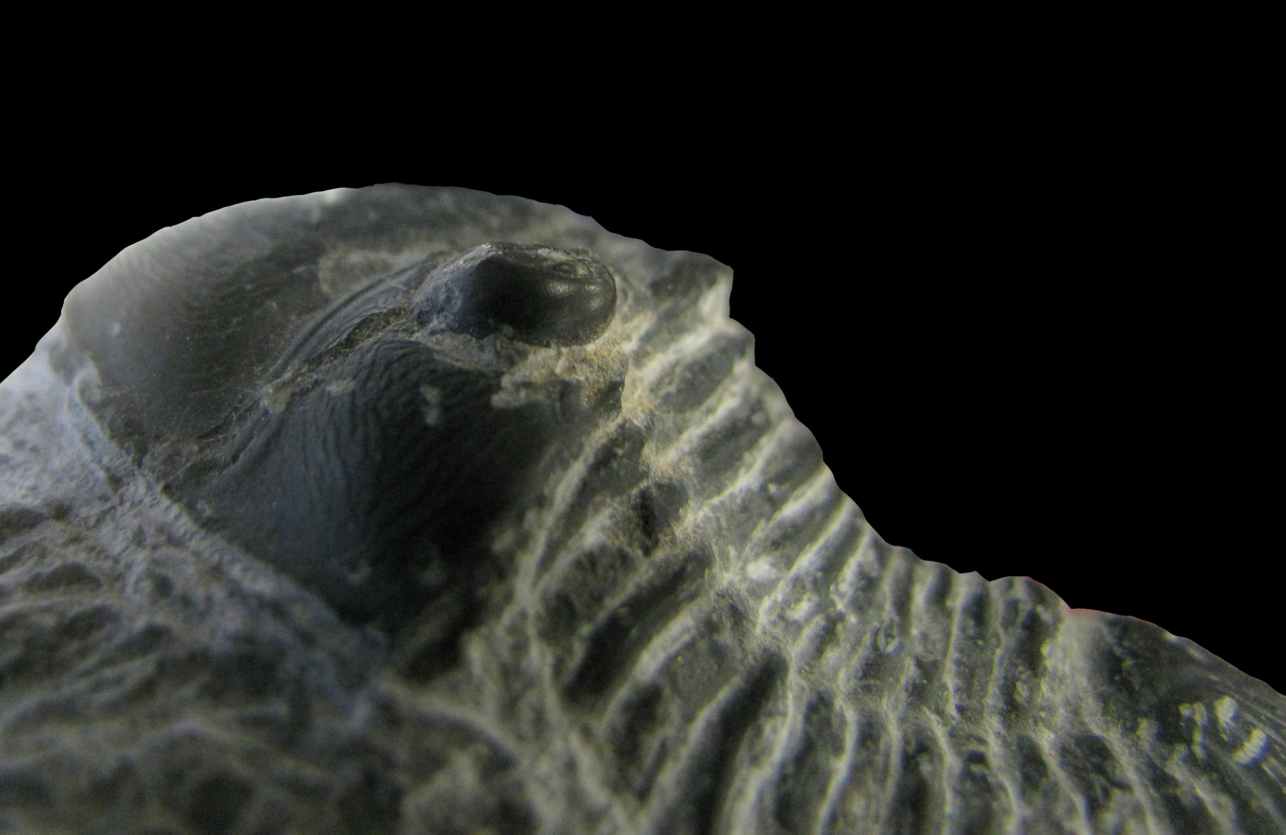 paralejurus2-4 (UL-A 0003)