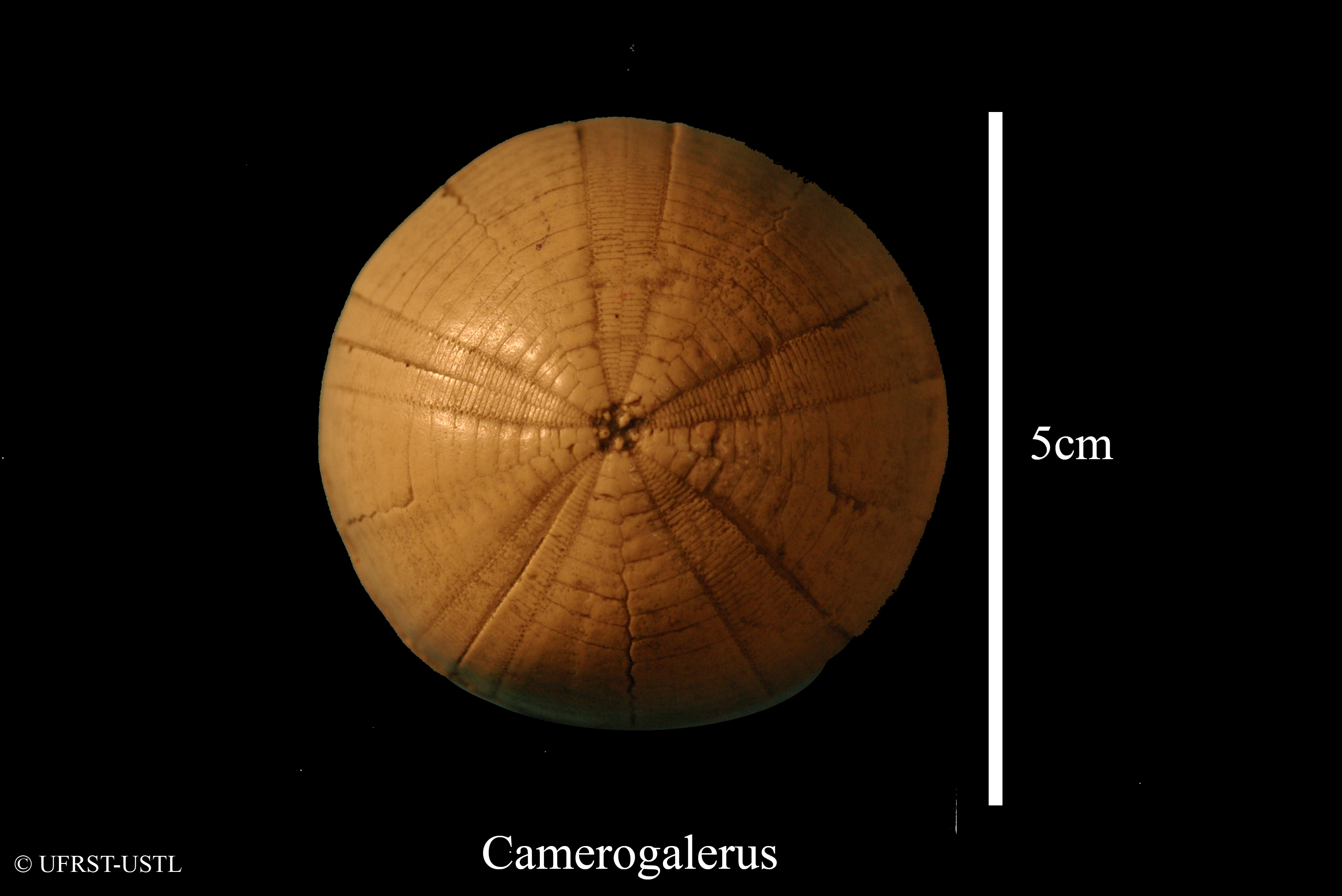 camerogalerus-1 (UL-E 0153)