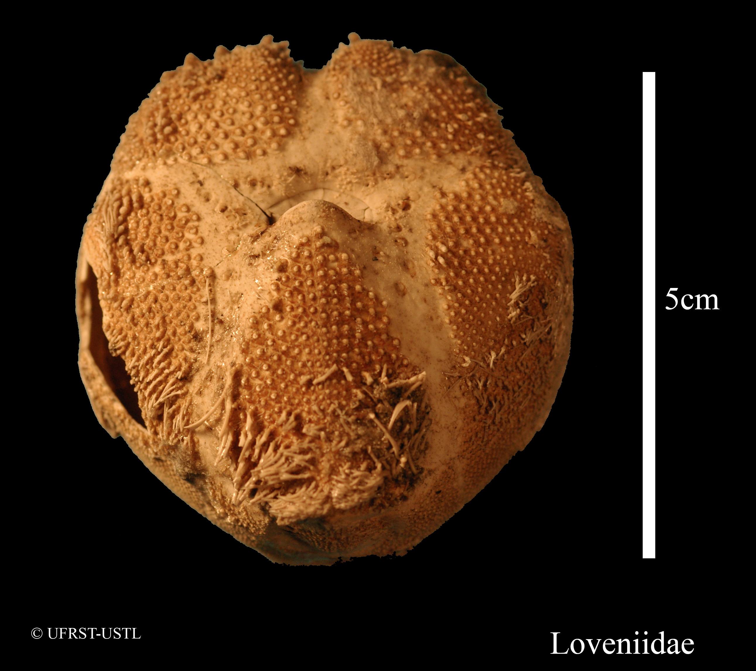 echinocardium-2 (UL-E 0048)