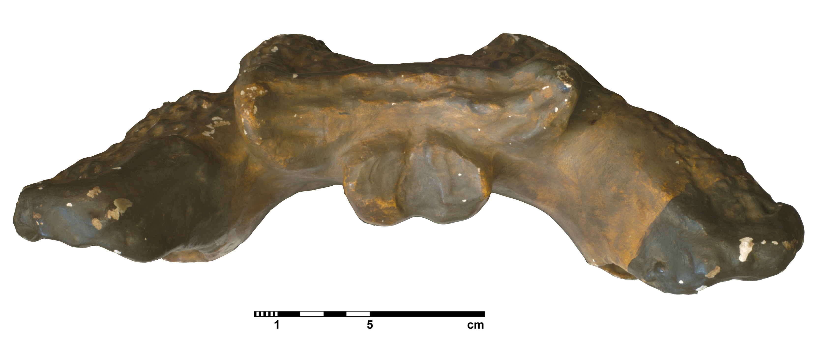 eryops_megacephalus-3 (C134)