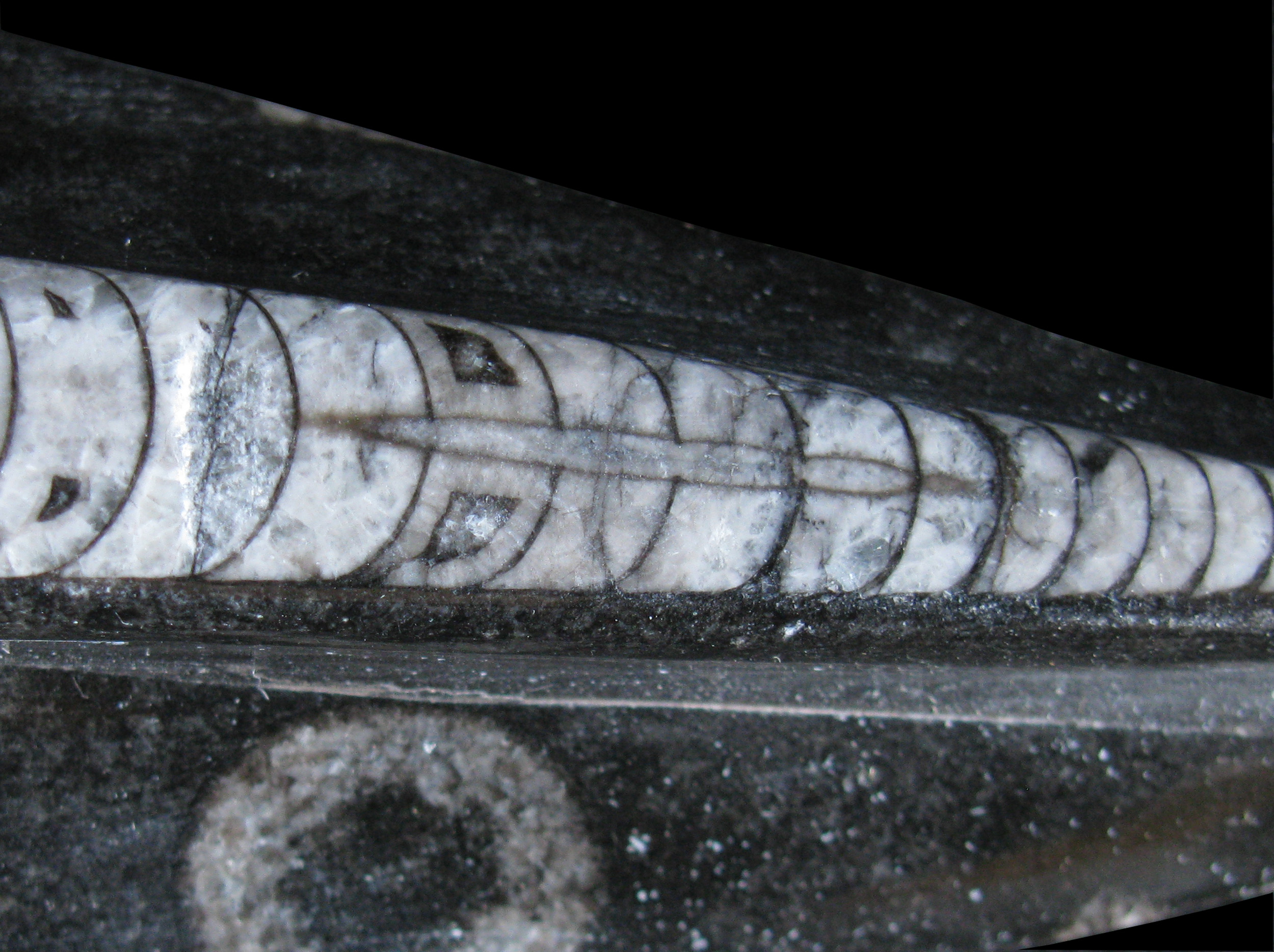 orthoceras2-2 (UL-M 0004)