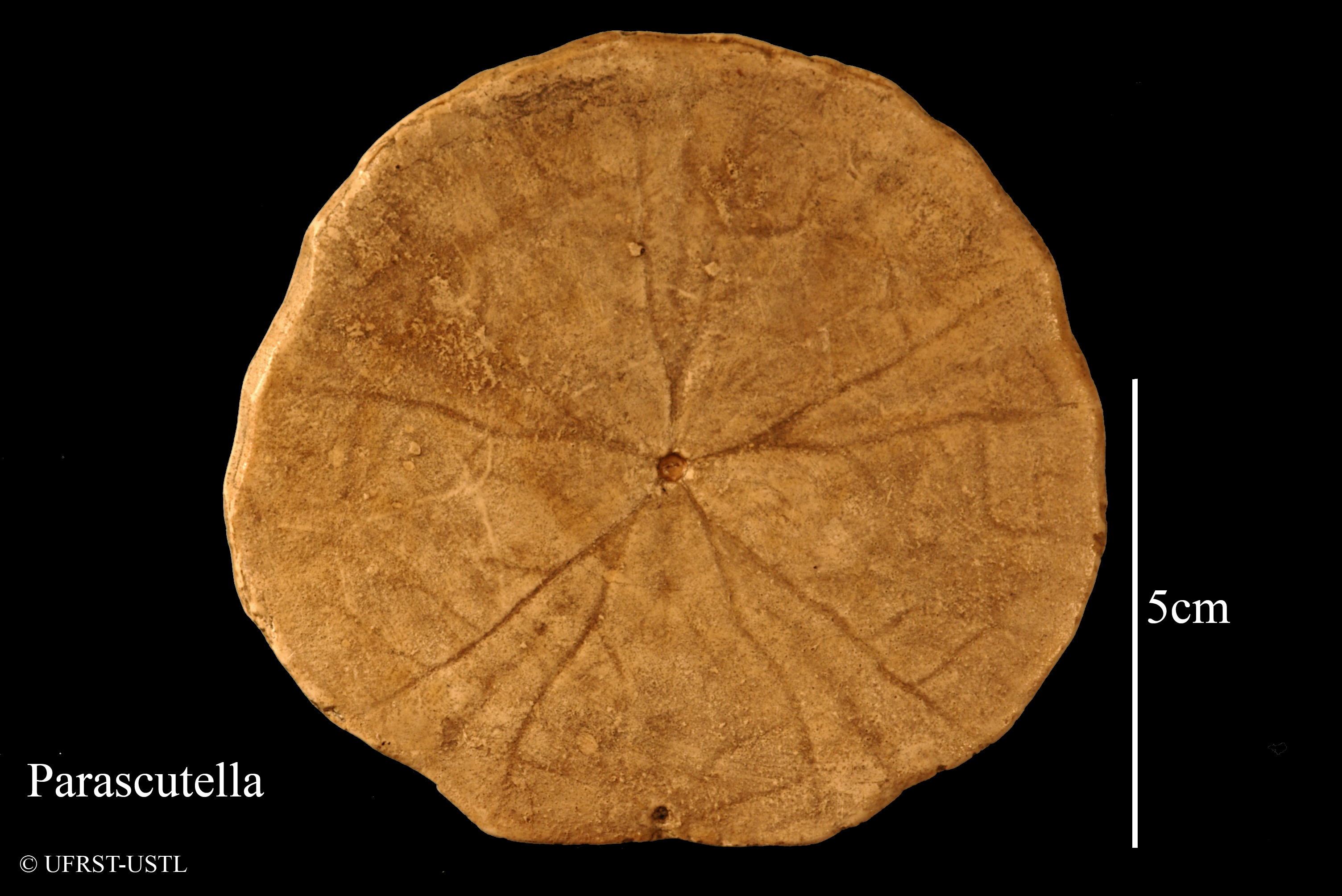 parascutella-2 (UL-E 0158)