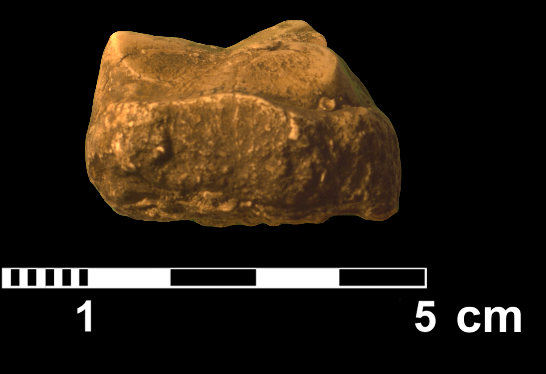 gomphotherium_sp2-4 (VTP24)