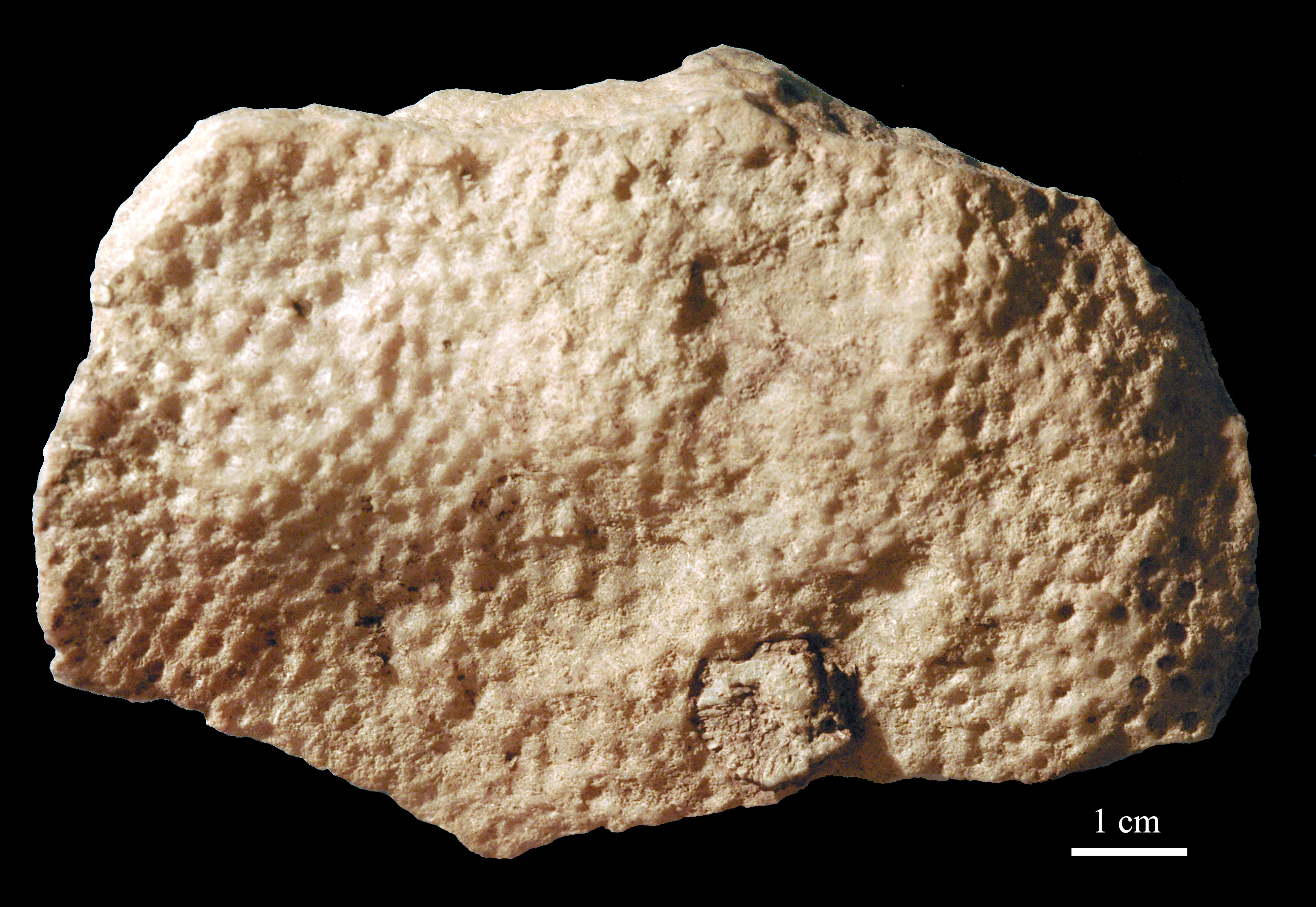 acervularia-4 (UL-C 0013)