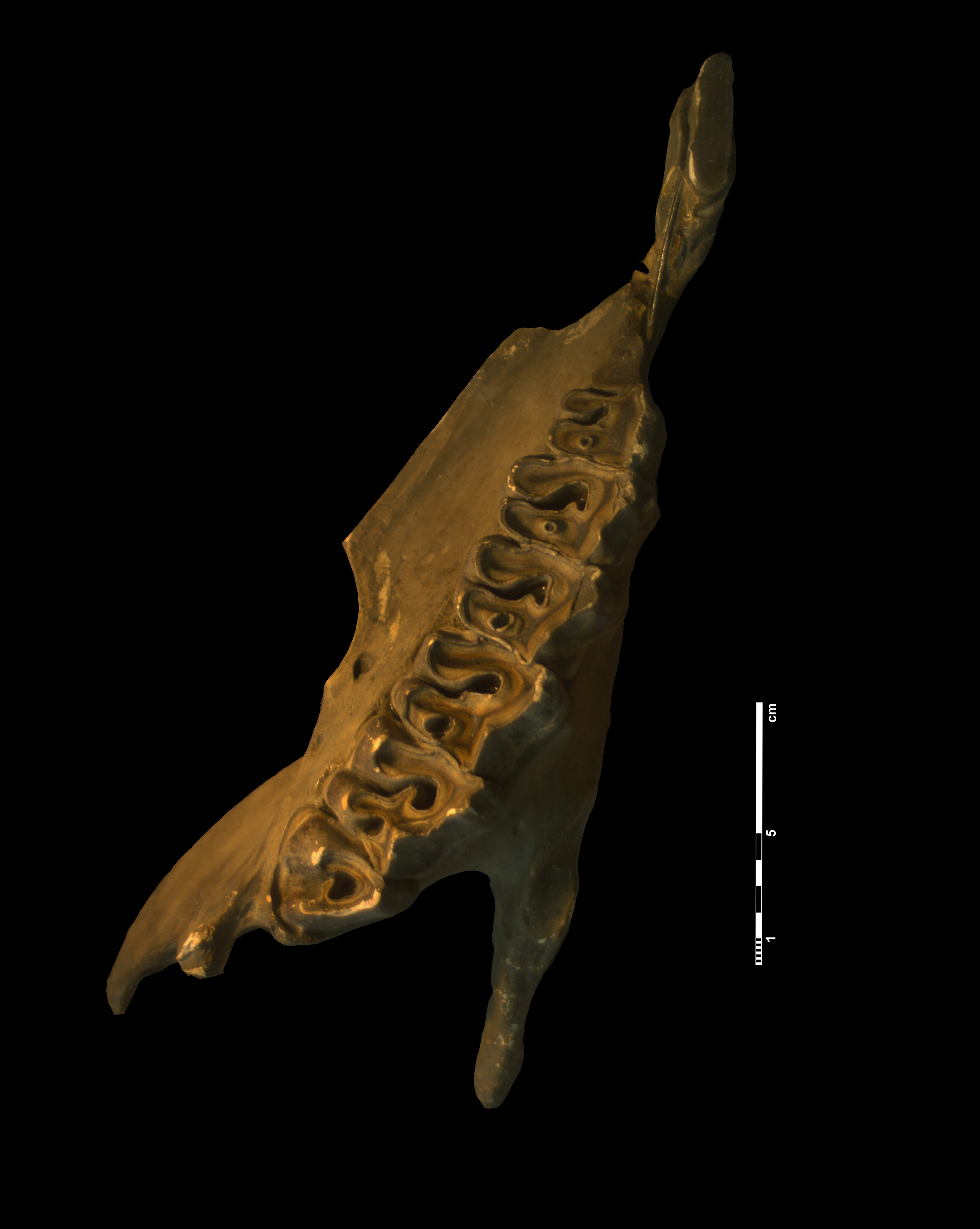 acerathrium_incisivum-10