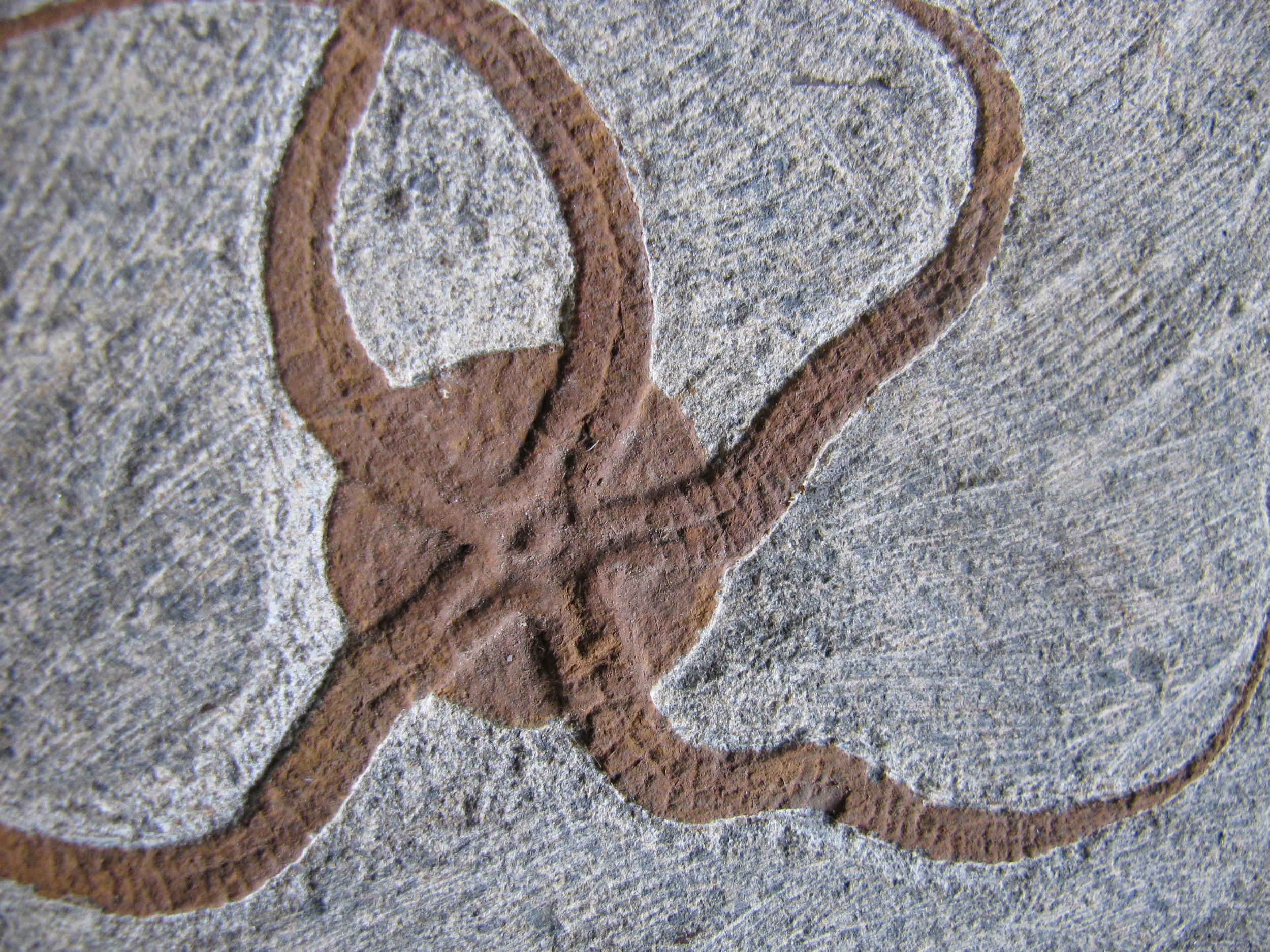 ophiure-3 (UL-E0248)