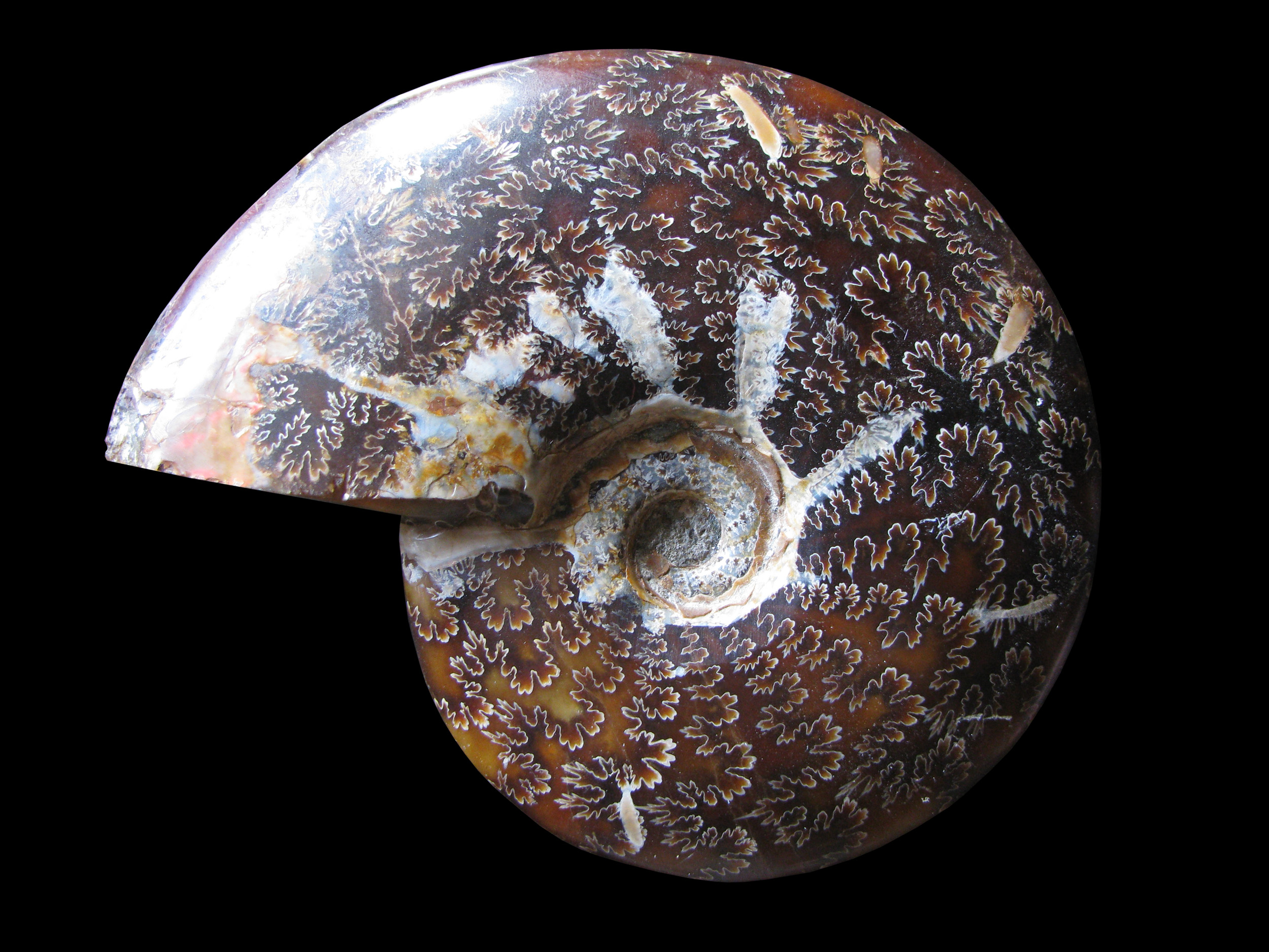 cleoniceras-1 (UL-M 0001)