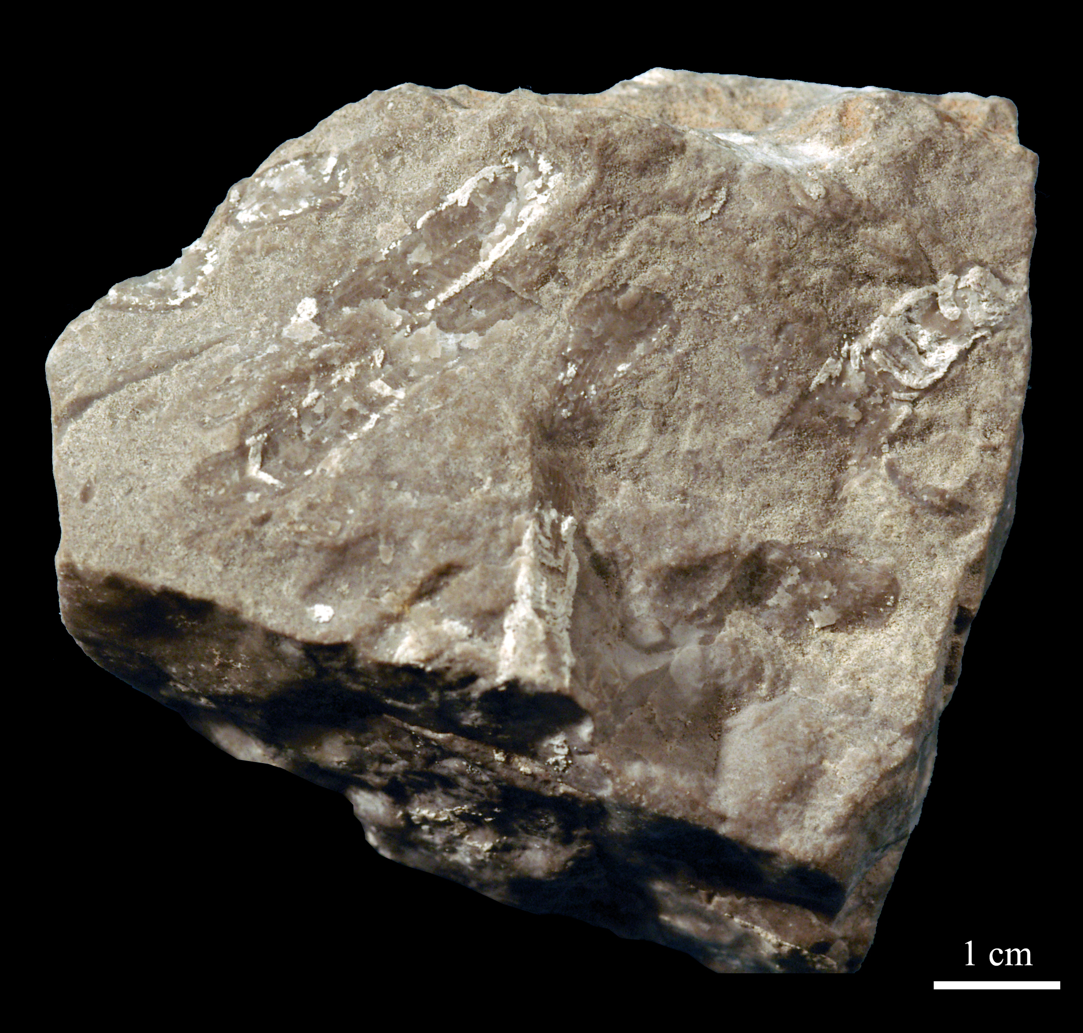 cystiphyllum-2 (UL-C 0003)