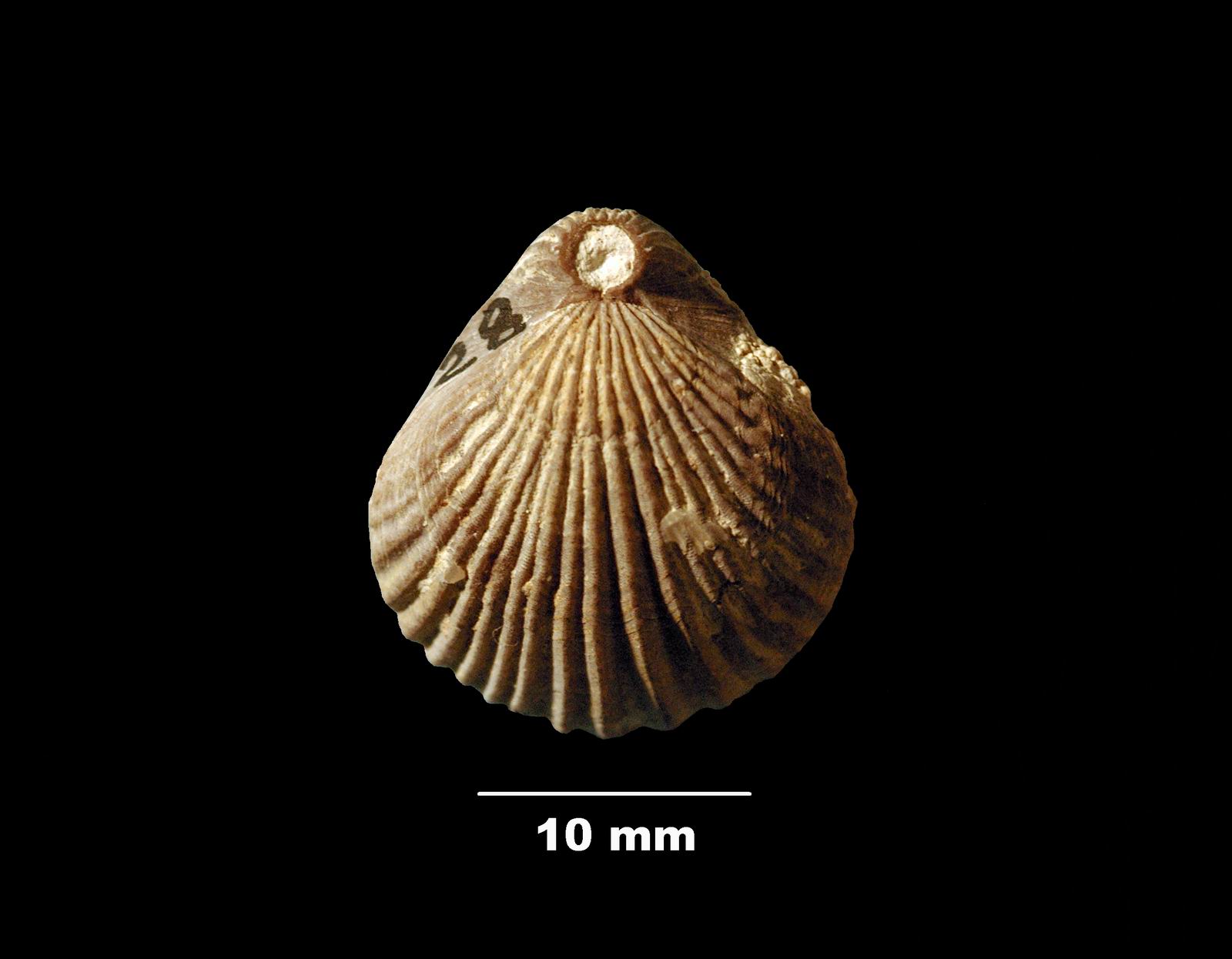 eudesia_cardium-1 (UL-B 00040)