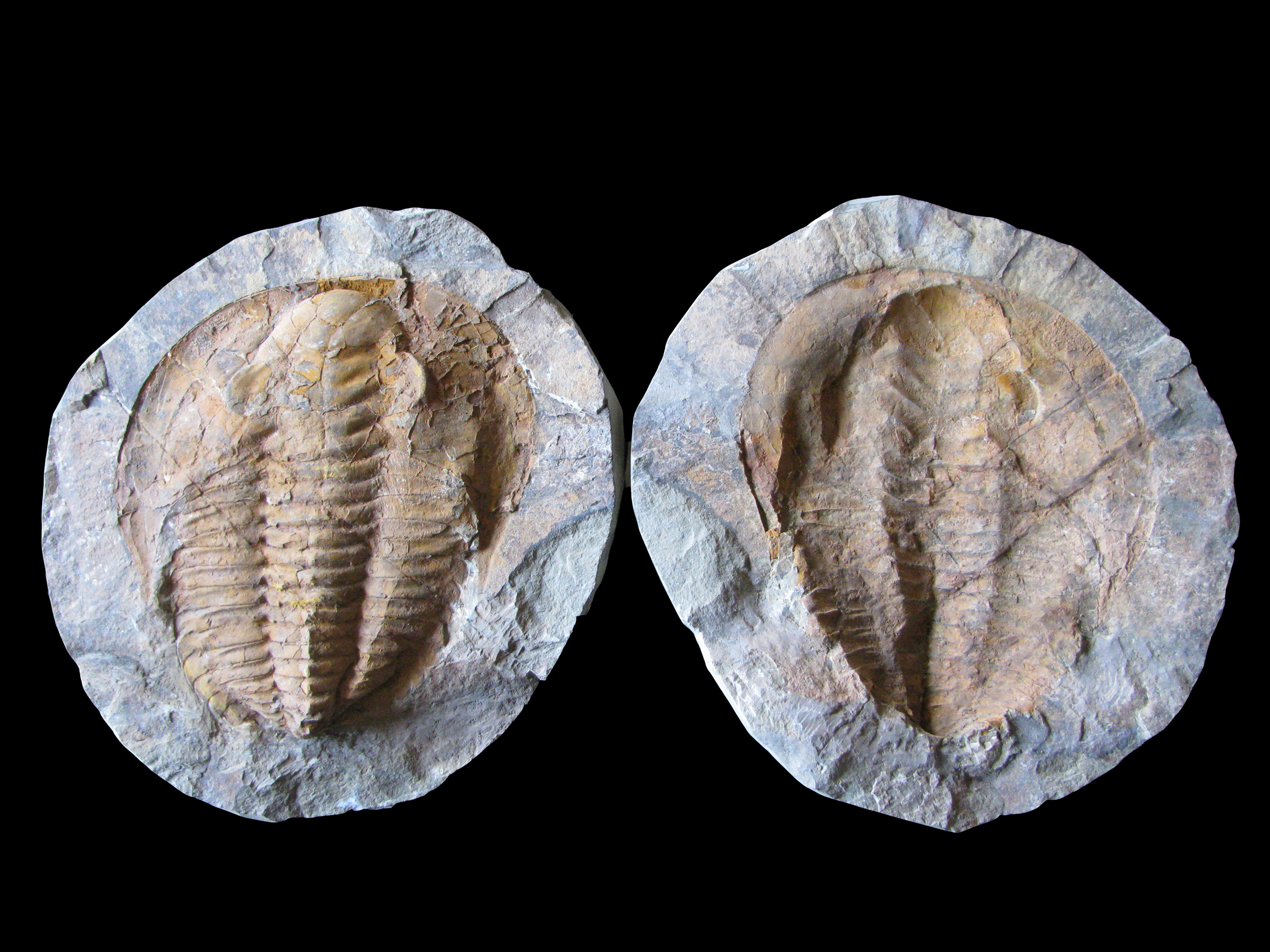 cambropallas2-1 (UL-A 0012)