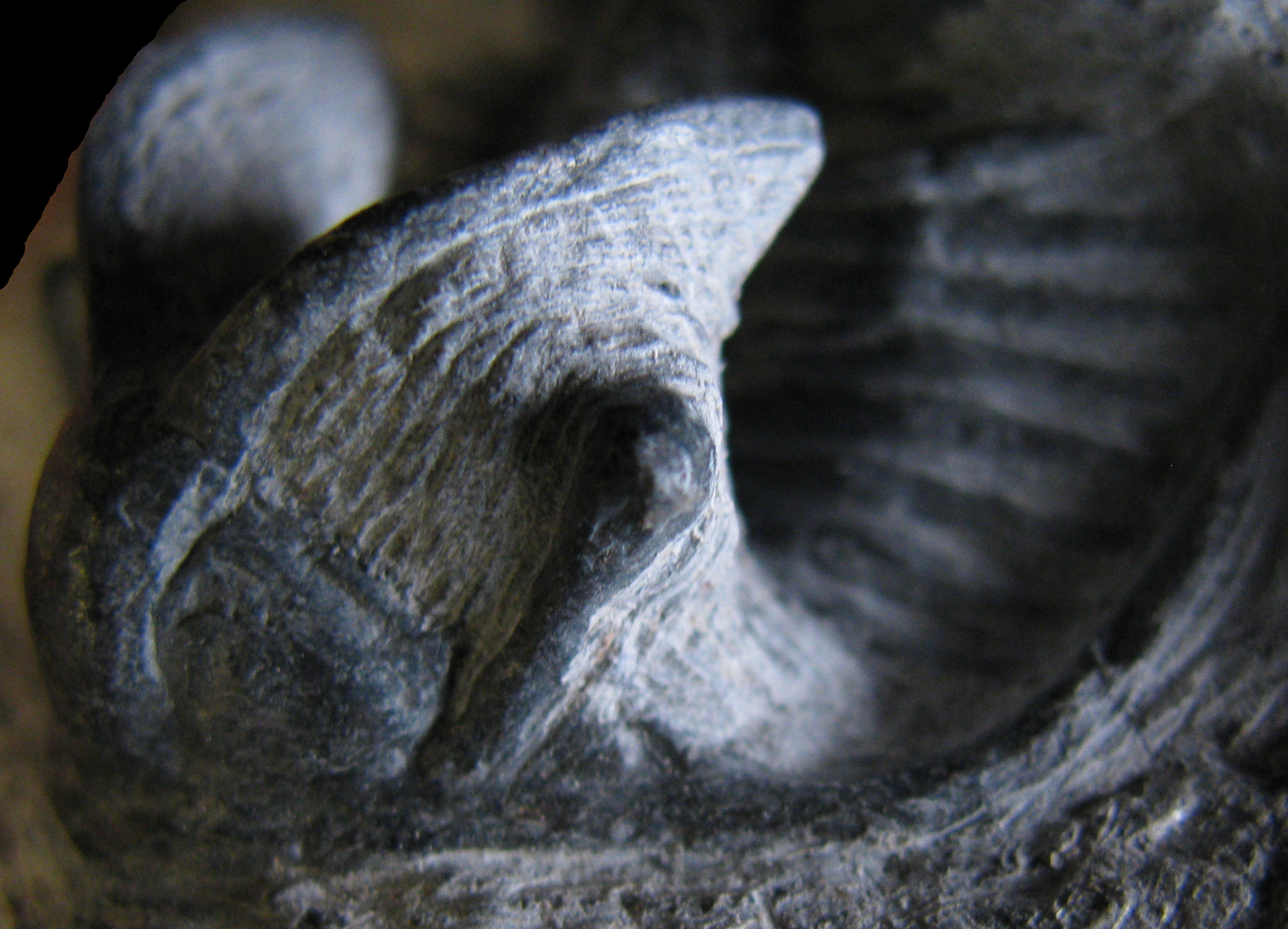 ceratarges-5 (UL-A 0009)