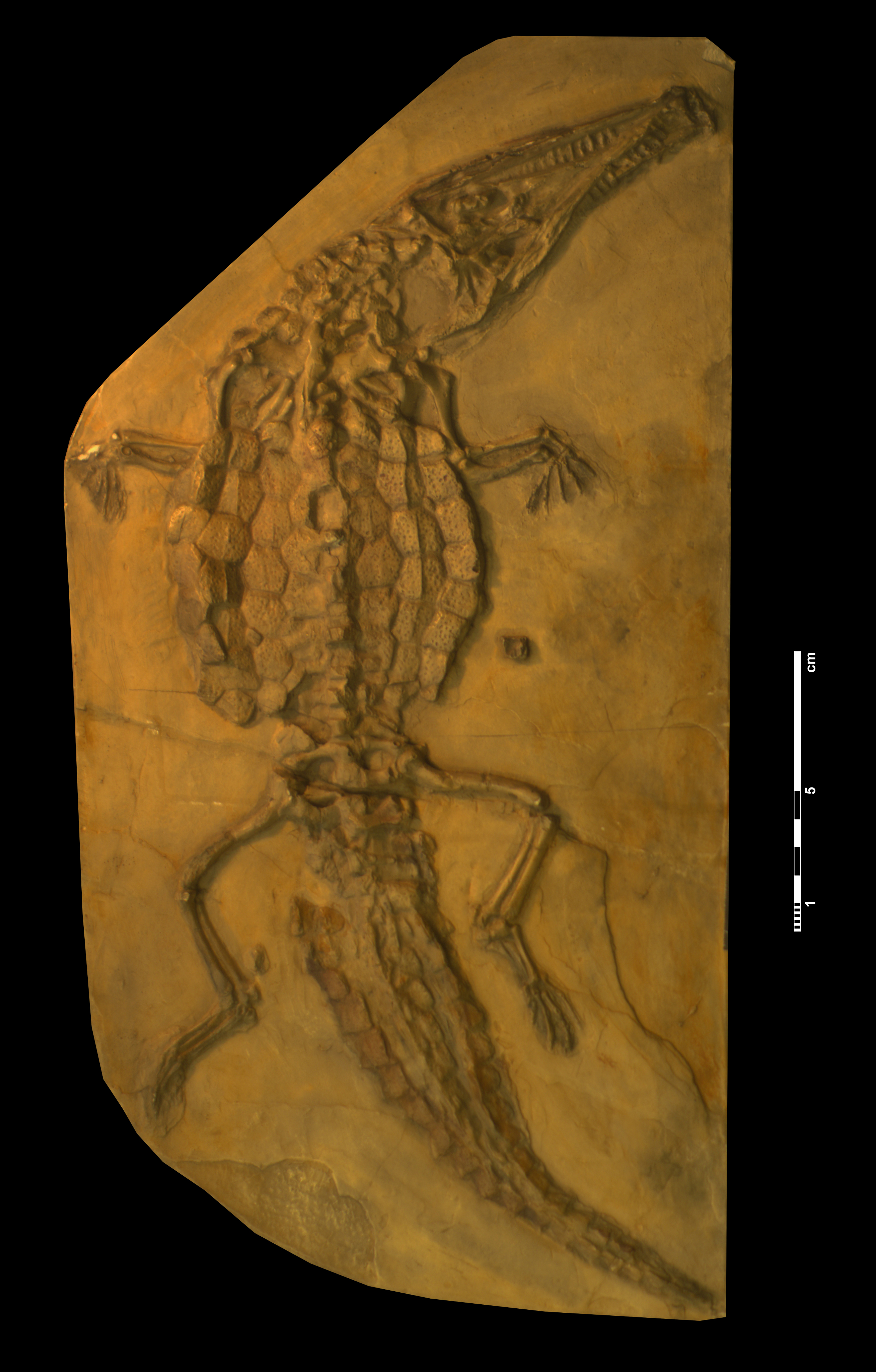 crocodileimus_robustus-1