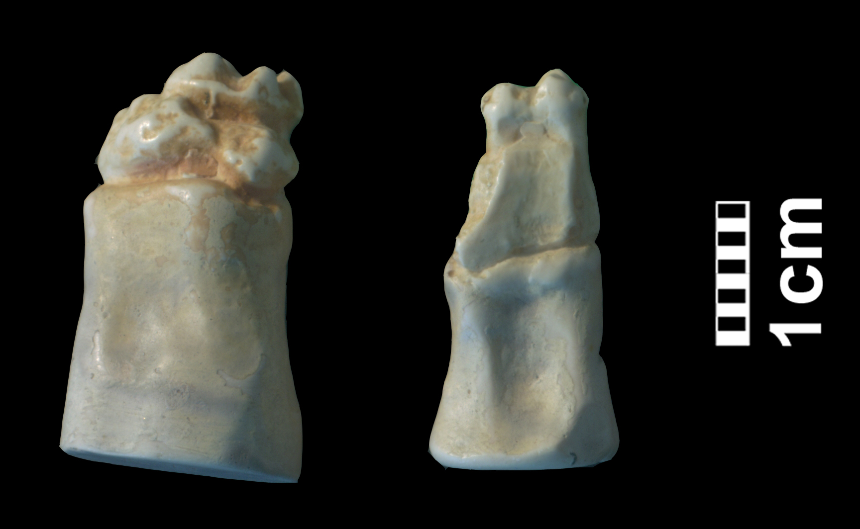 hyracotherium_sp3-7 (CH1bis)