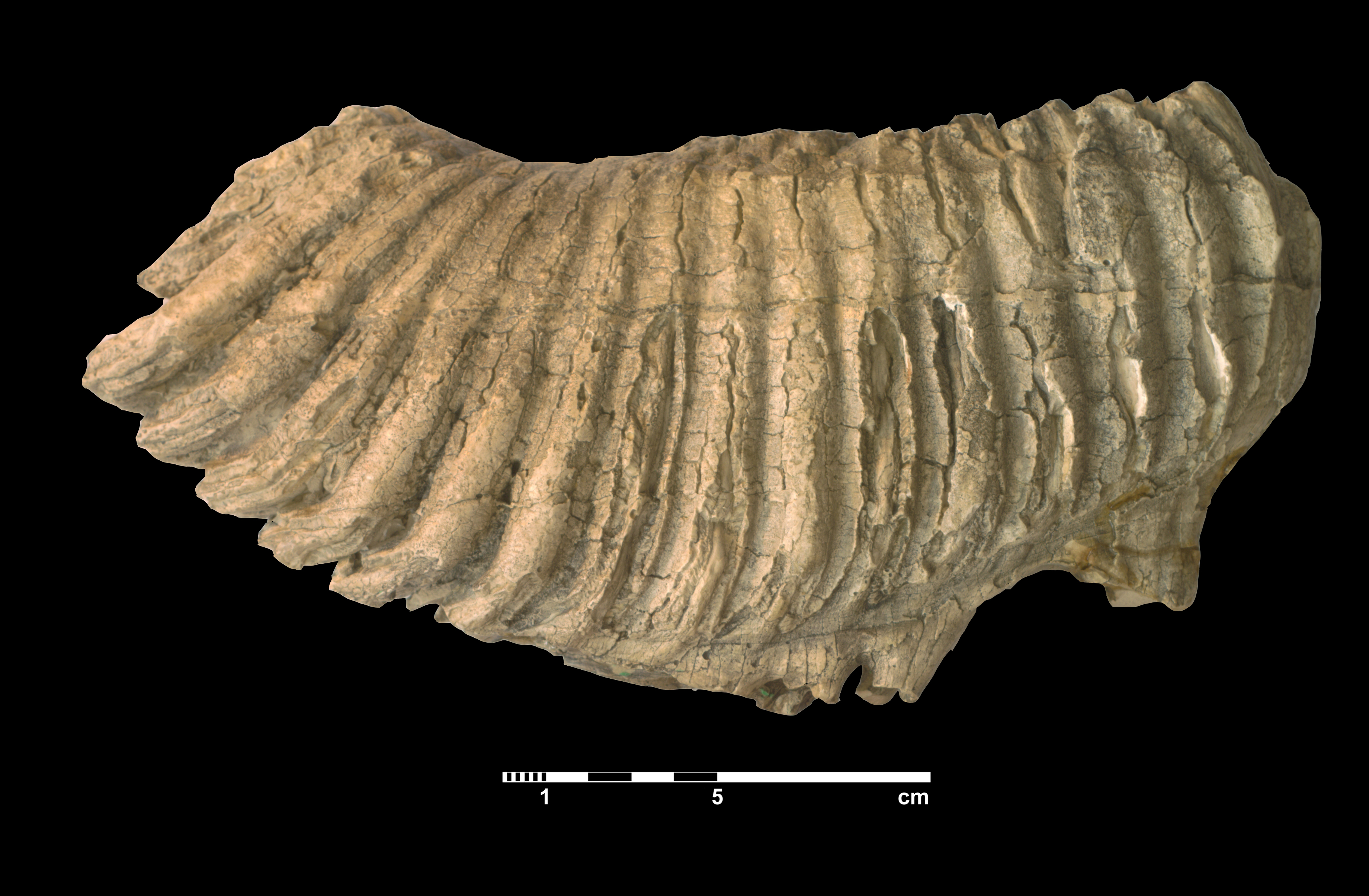 mammuthus_meridionalis-3 (M93)