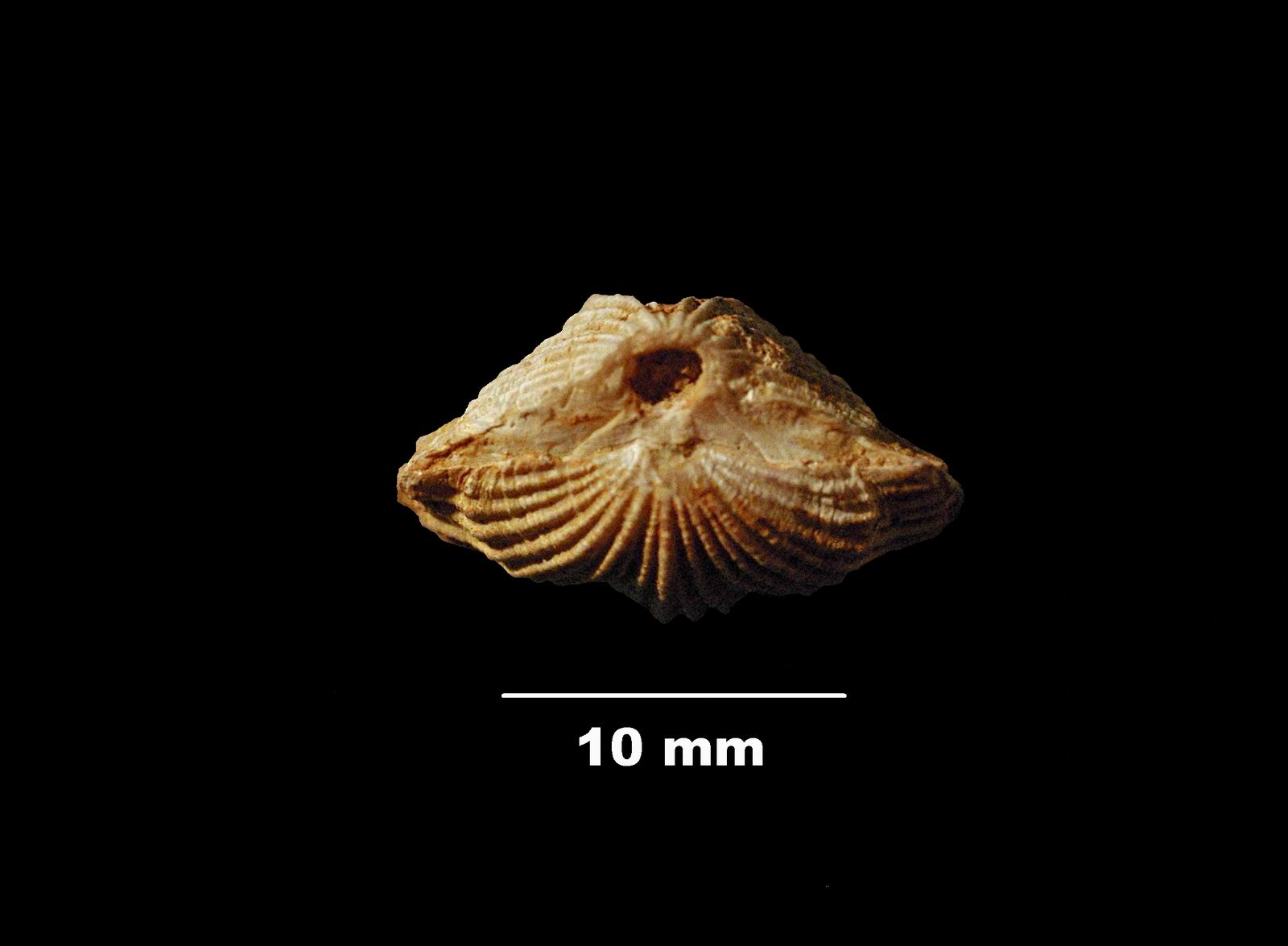 terebratella_menardi-5 (UL-B 00049)