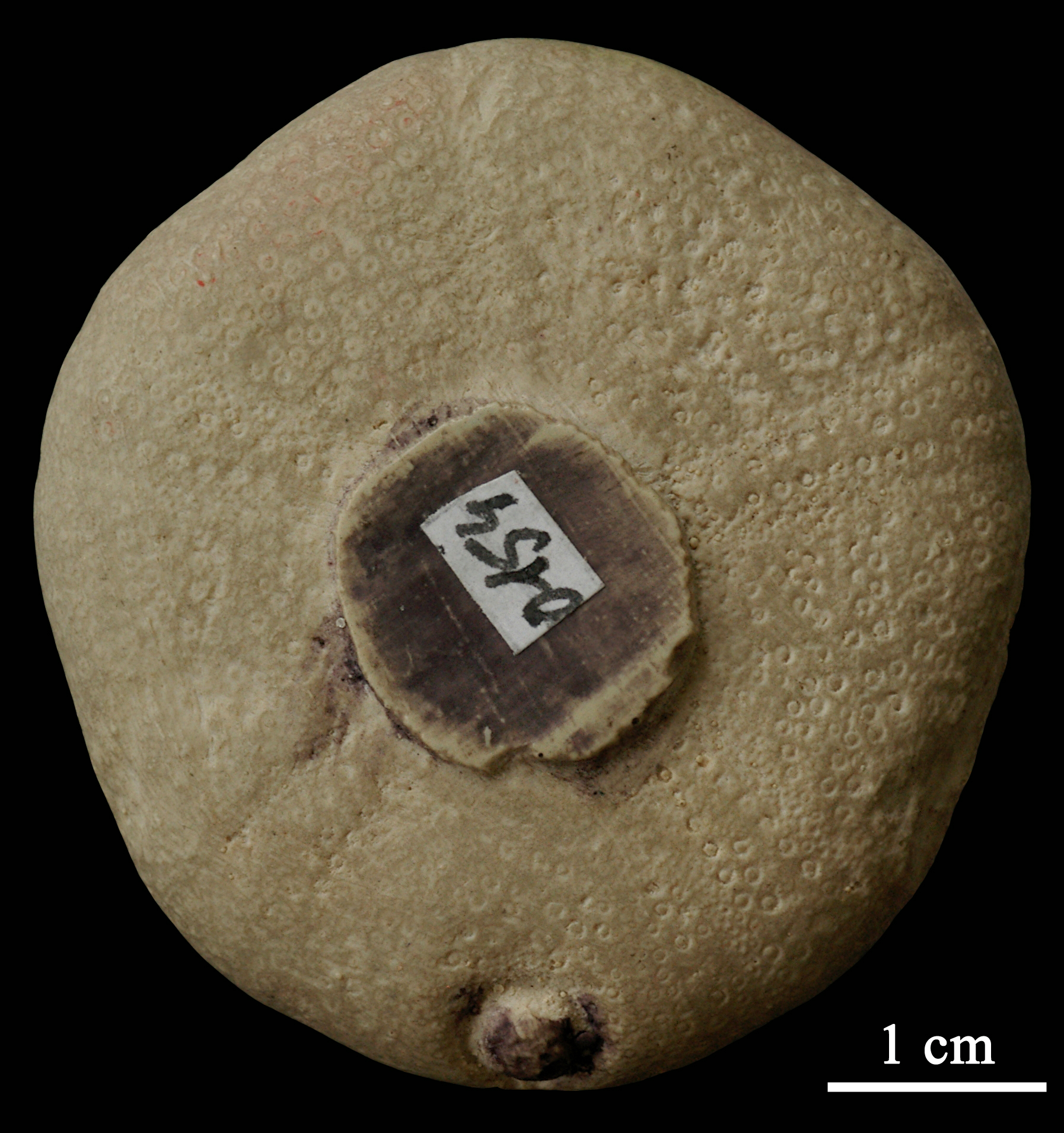 conulus-1 (UL-E 0154)