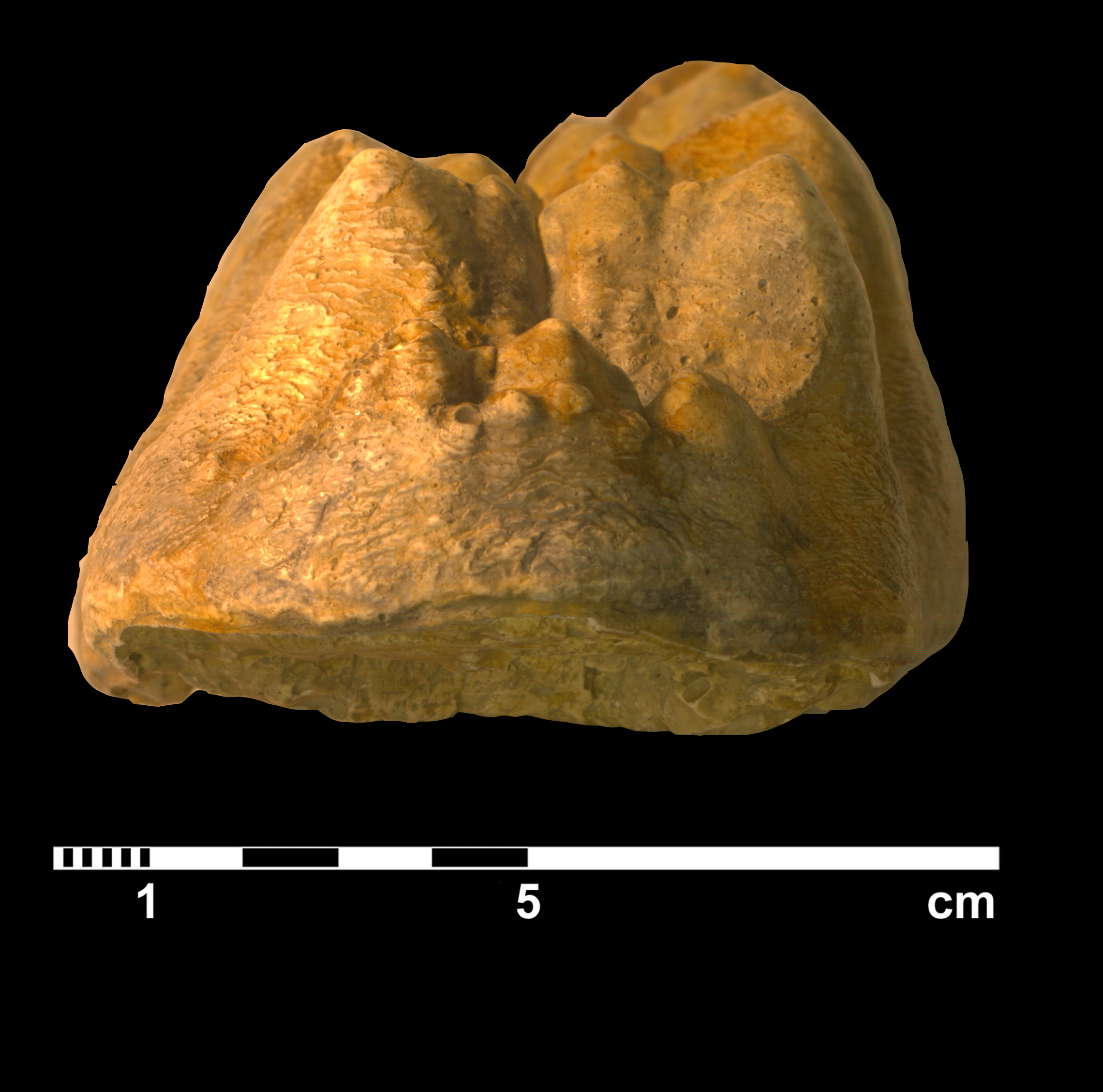 mammut_borsoni-9 (M394)