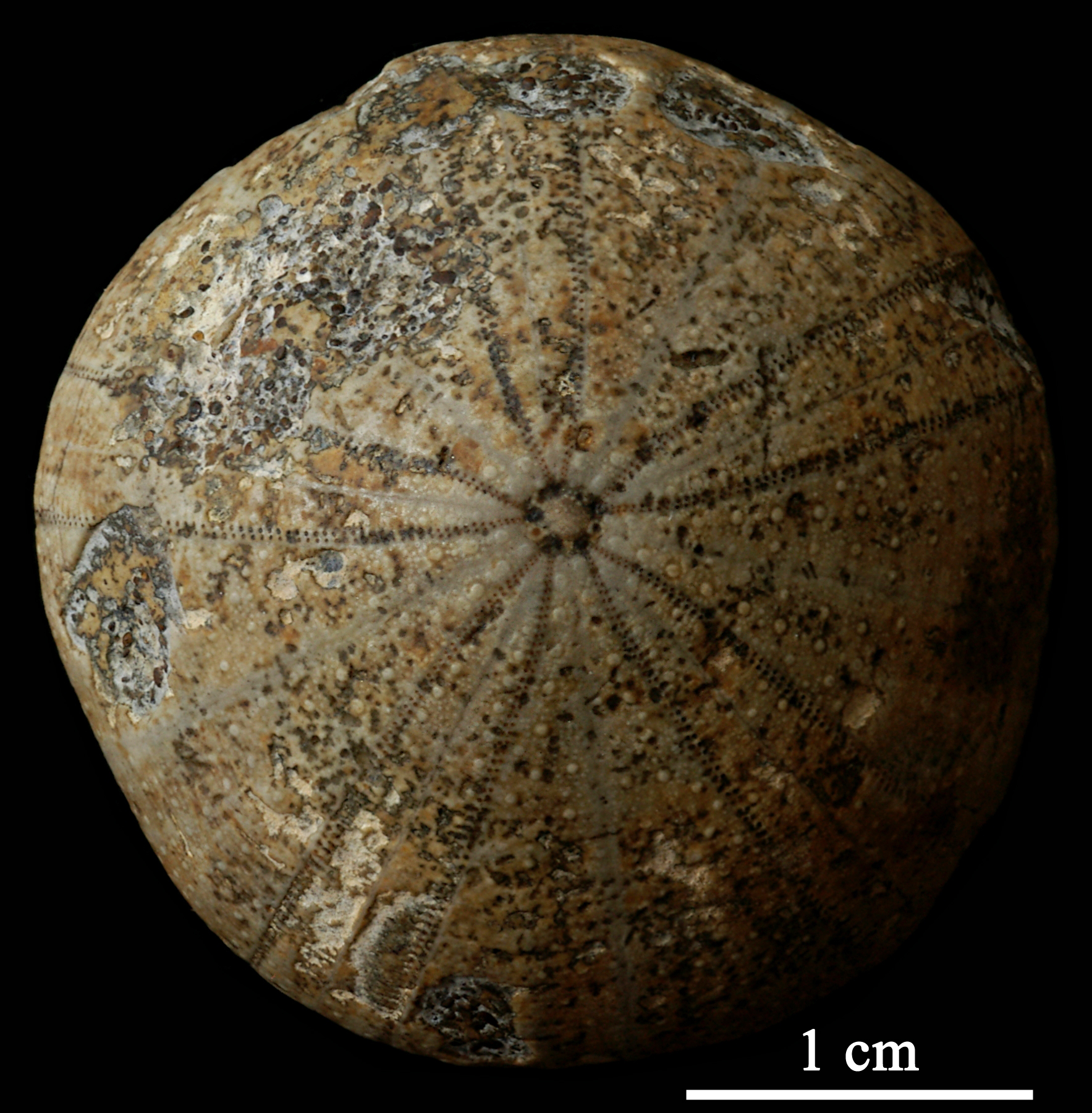 holectypus_depressus-1 (UL-E 0142)