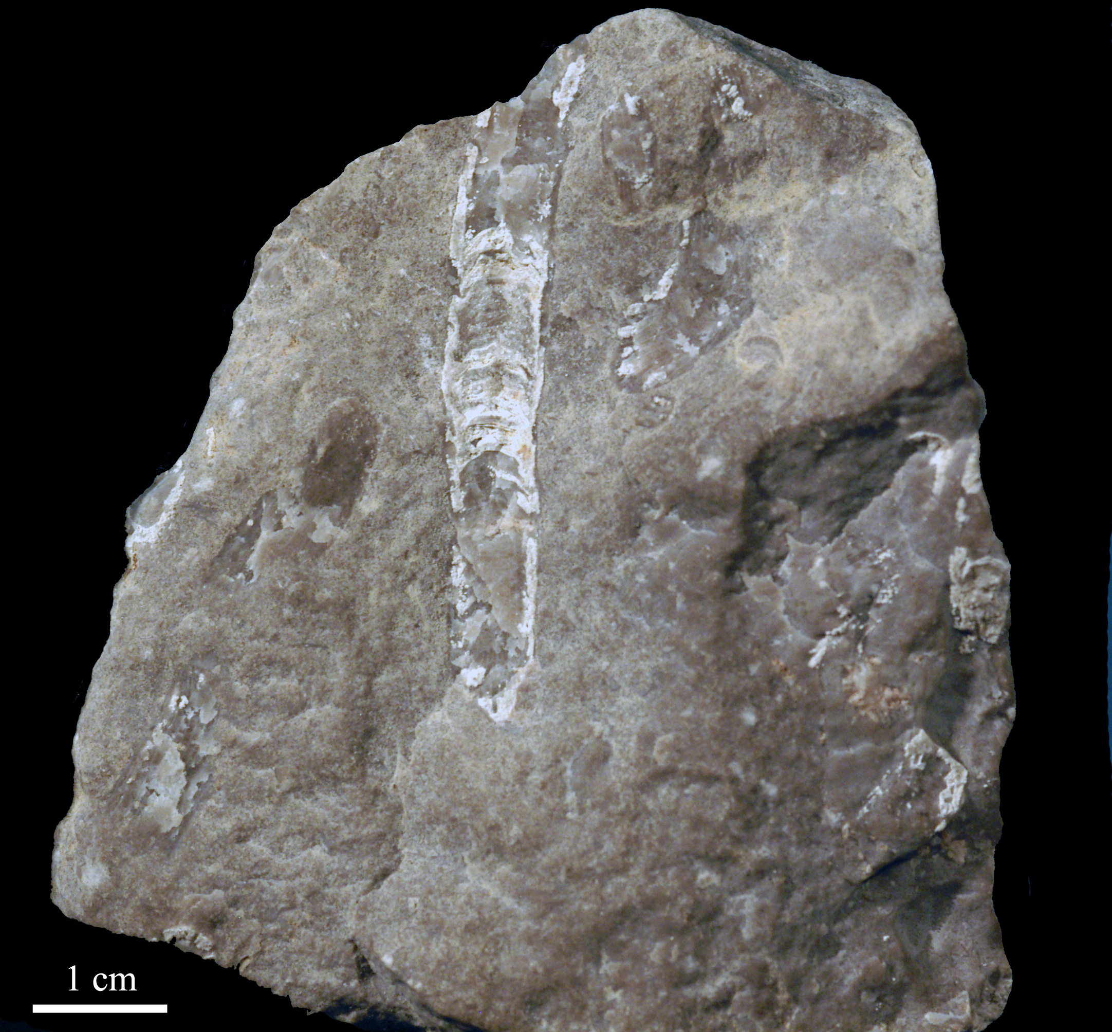 cystiphyllum-1 (UL-C 0003)