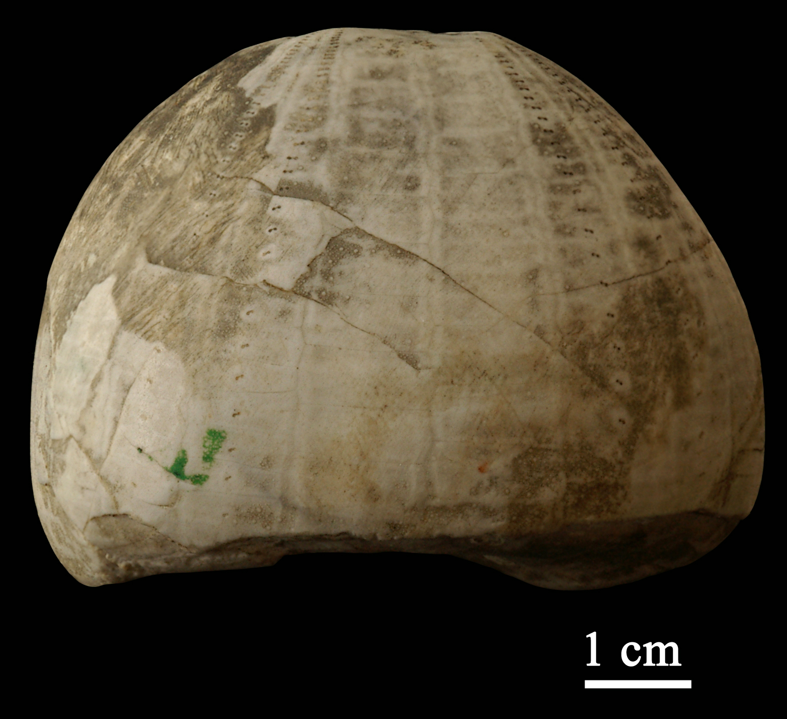 echinocorys-2 (UL-E 0122)