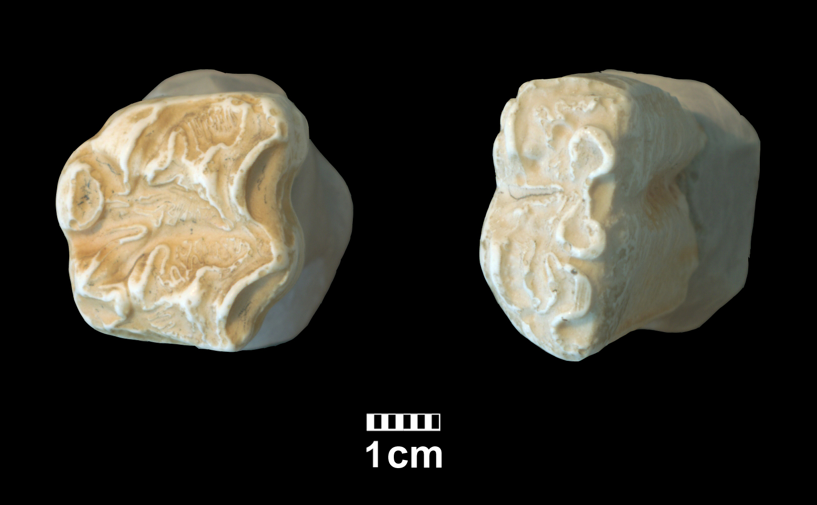 hipparion_cf-_dietrichi-1 (M510-MMTT13)