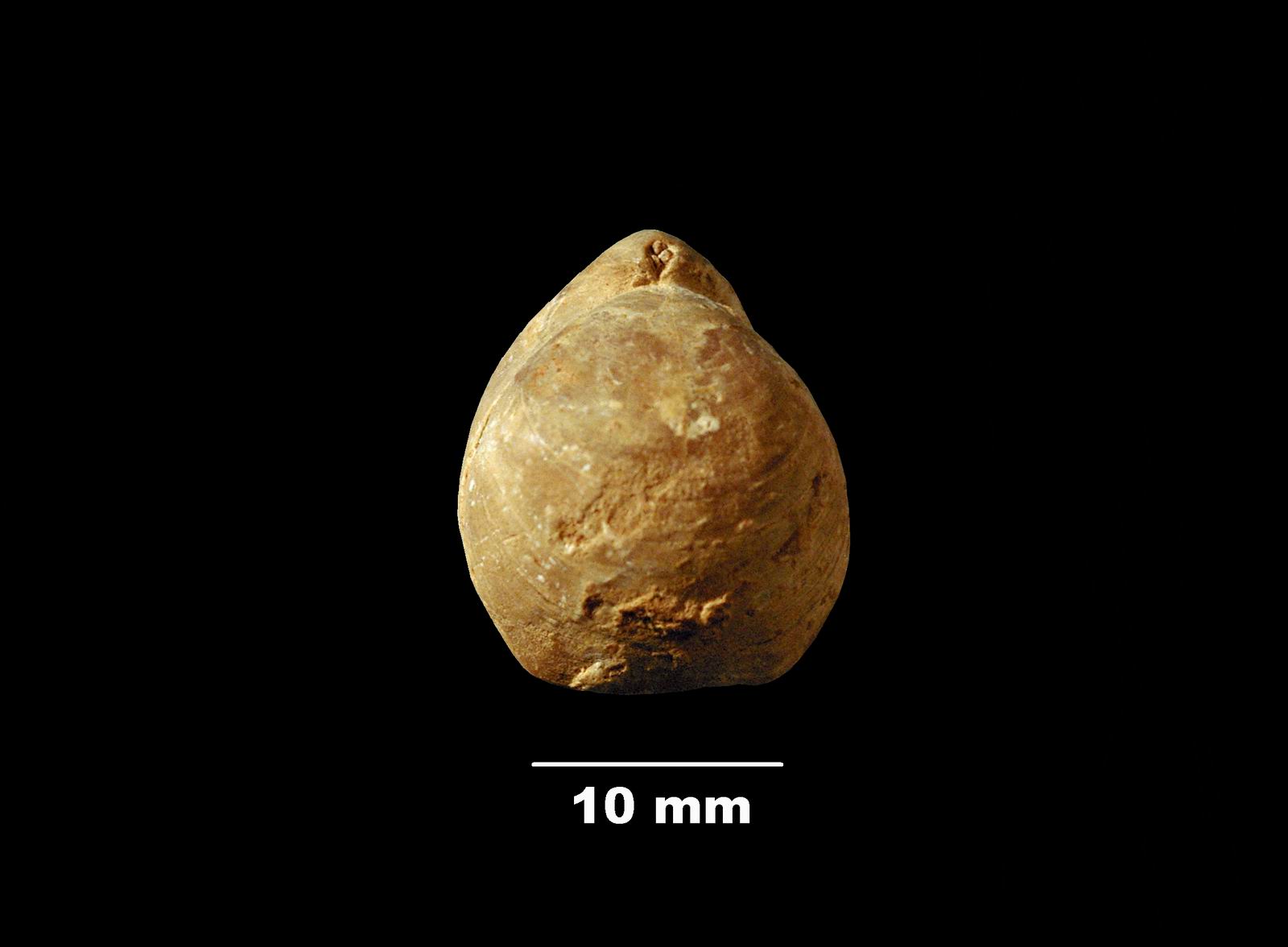 obovothyris-1 (UL-B 00035)