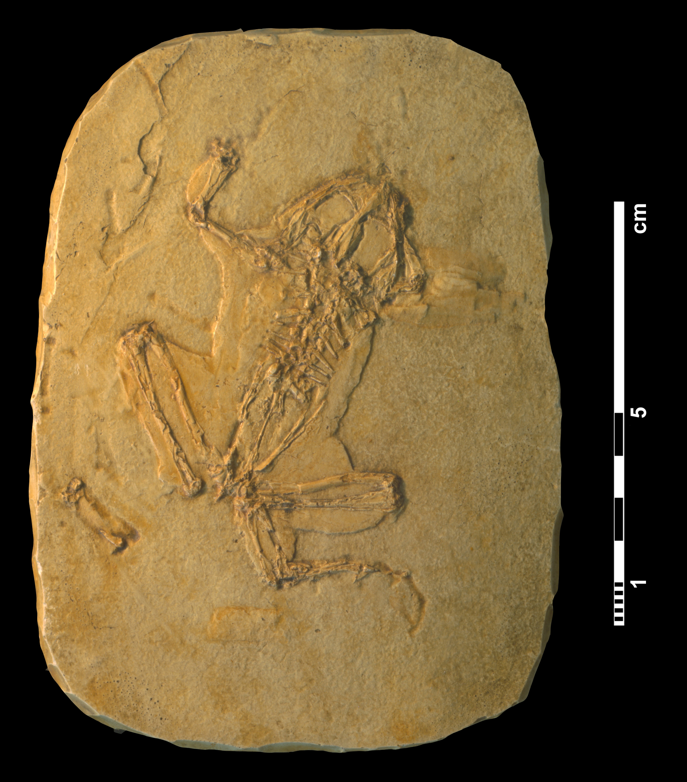 latonia_sp-_aff-_seyfriedi-1