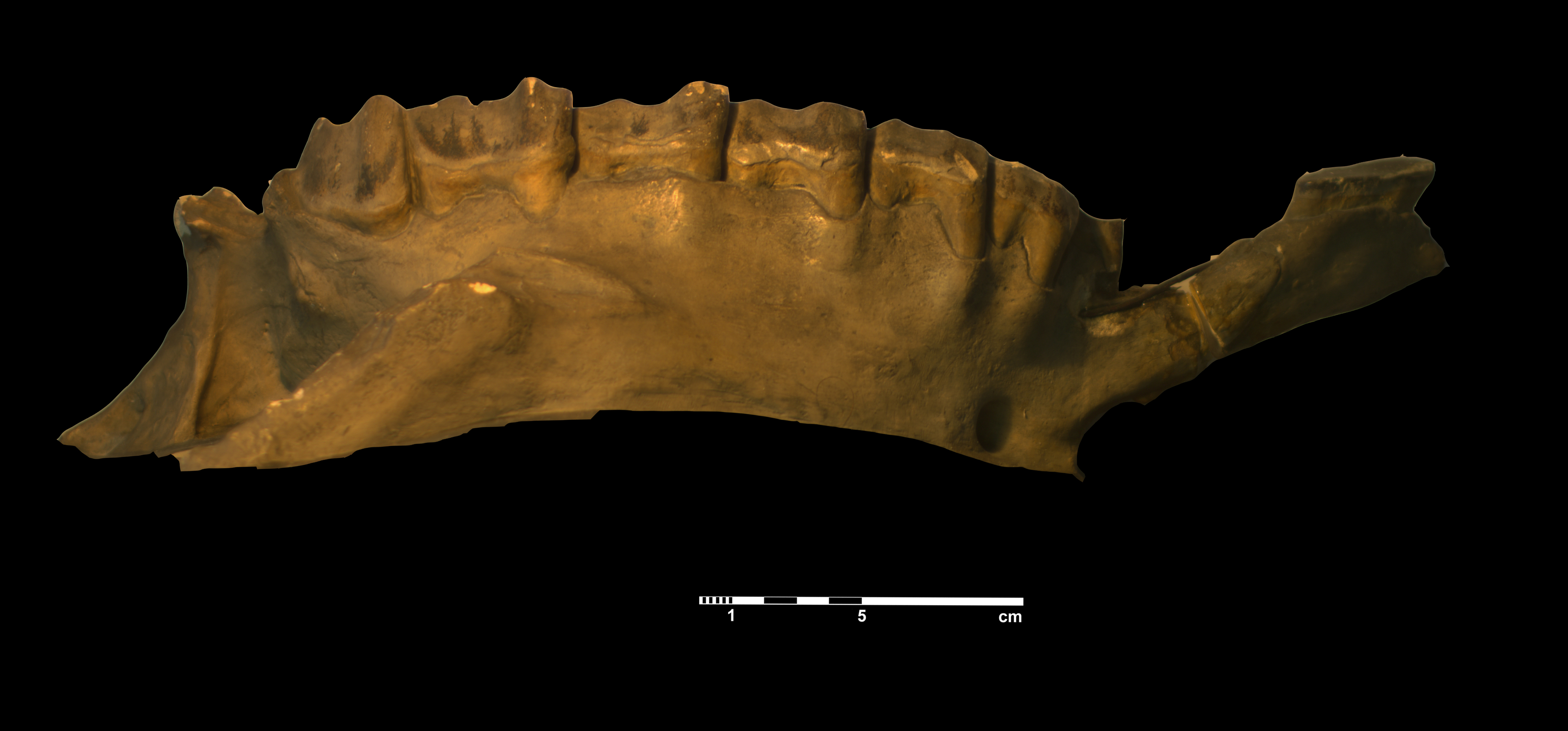 acerathrium_incisivum-11