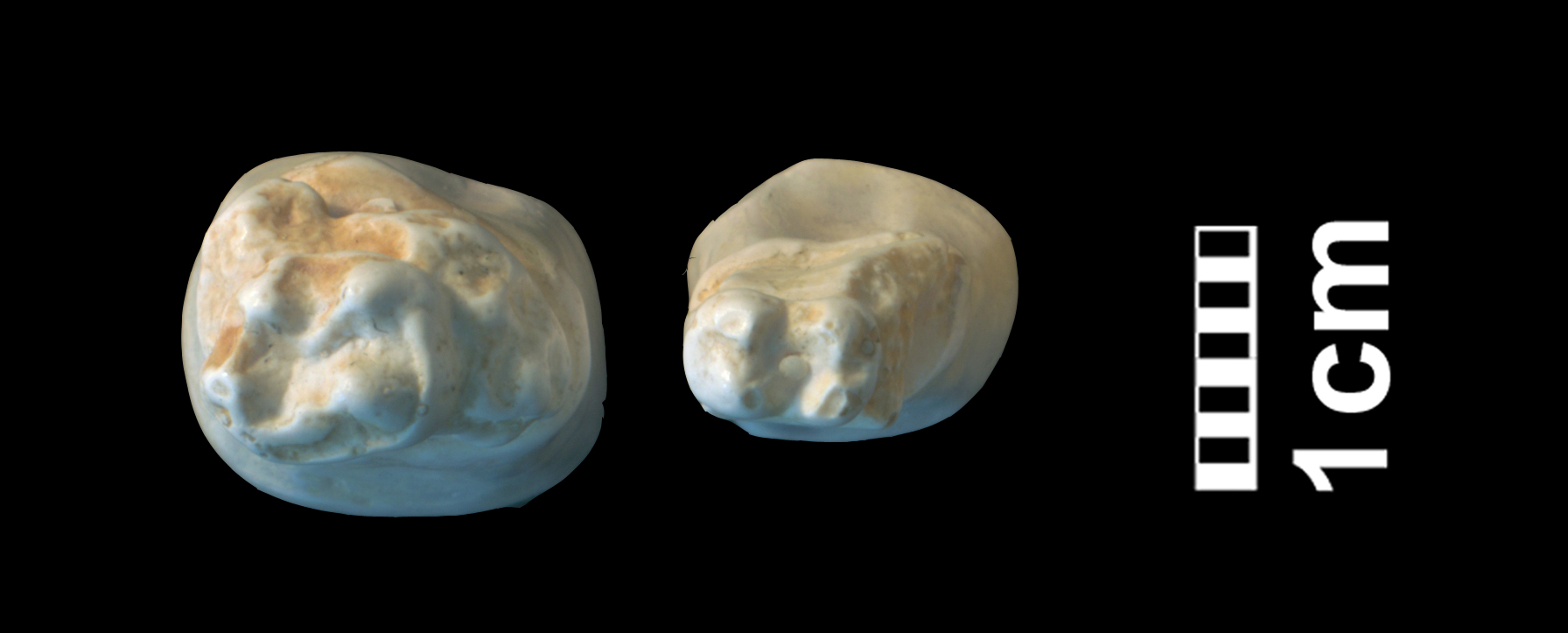hyracotherium_sp3-4 (CH1bis)
