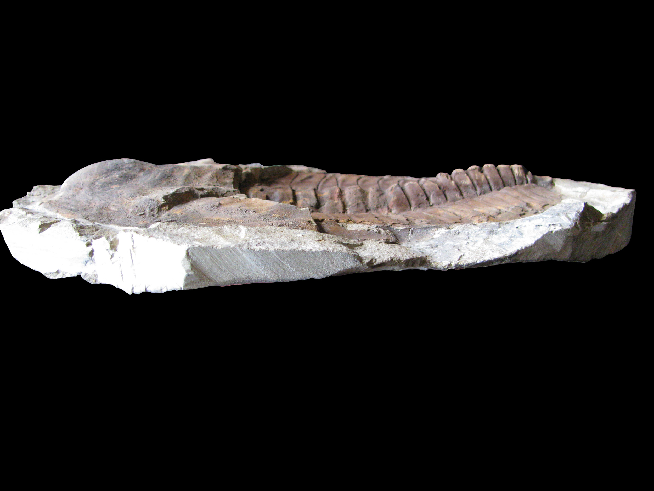 cambropallas1-6 (UL-A 0011)