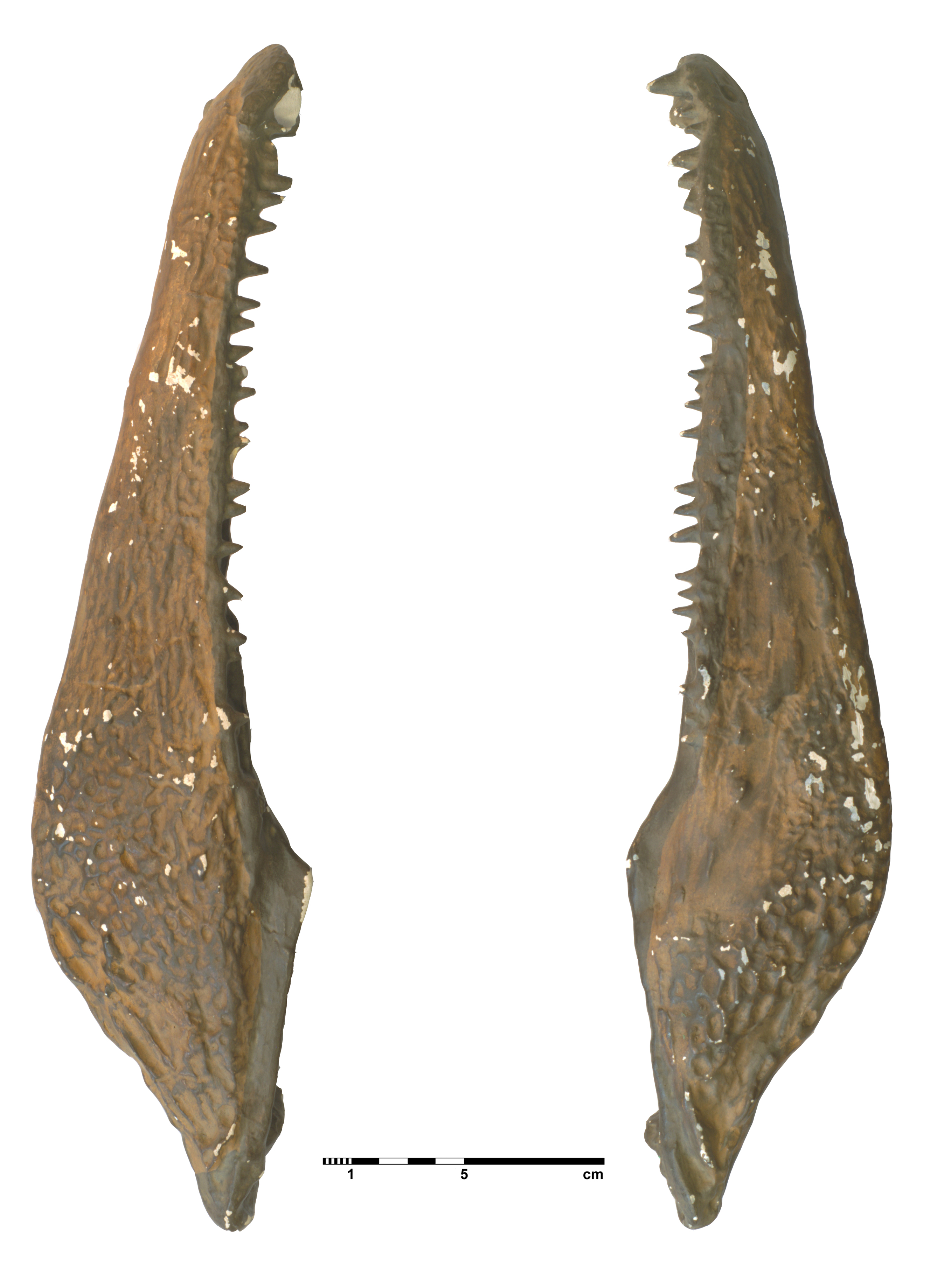 eryops_megacephalus-8 (C134)