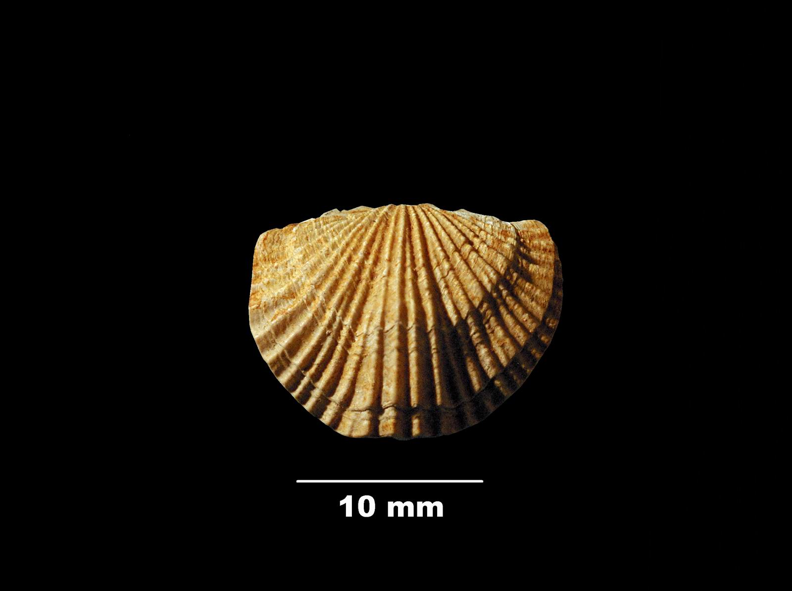 terebratella_menardi-2 (UL-B 00049)