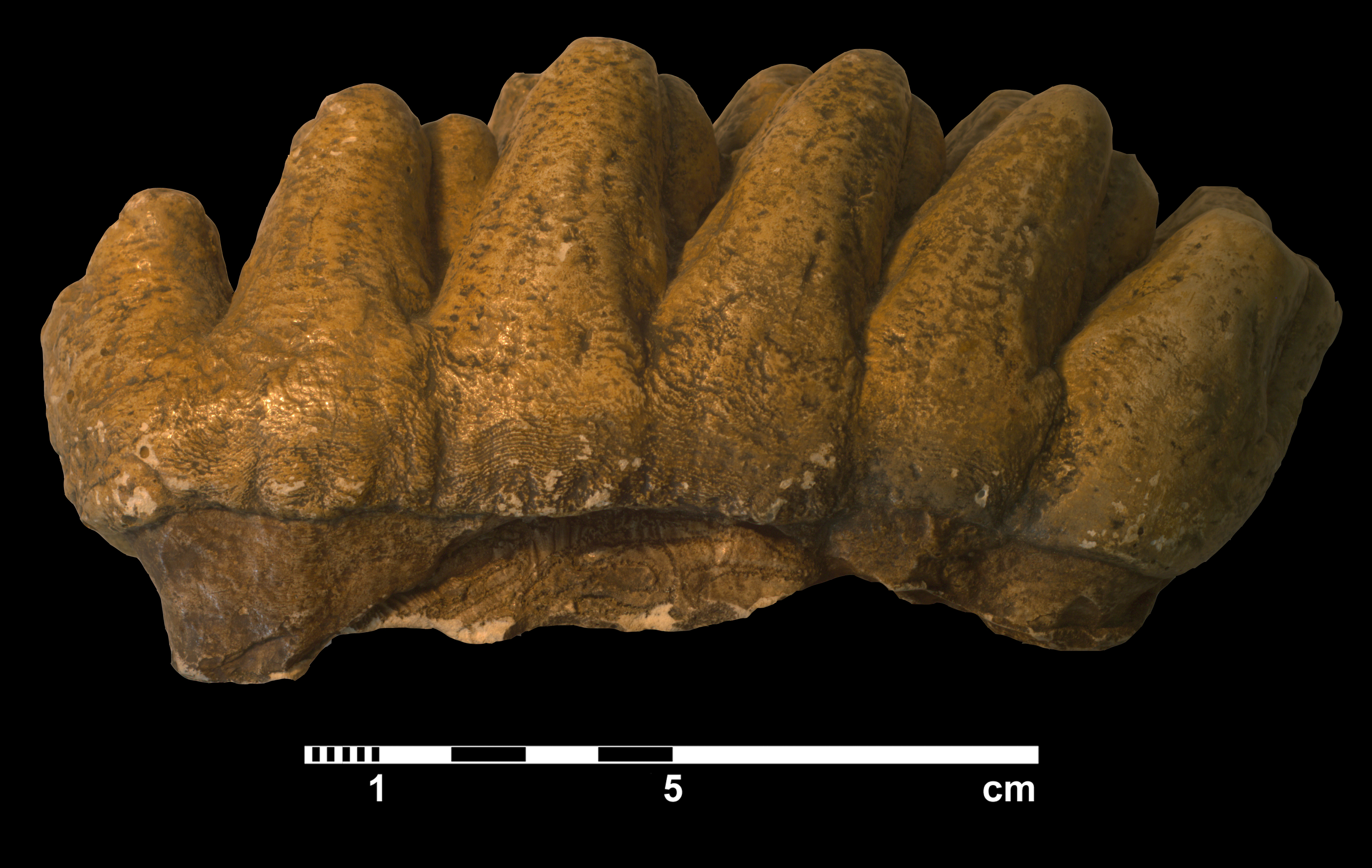 anancus_arvernensis-4 (M90)