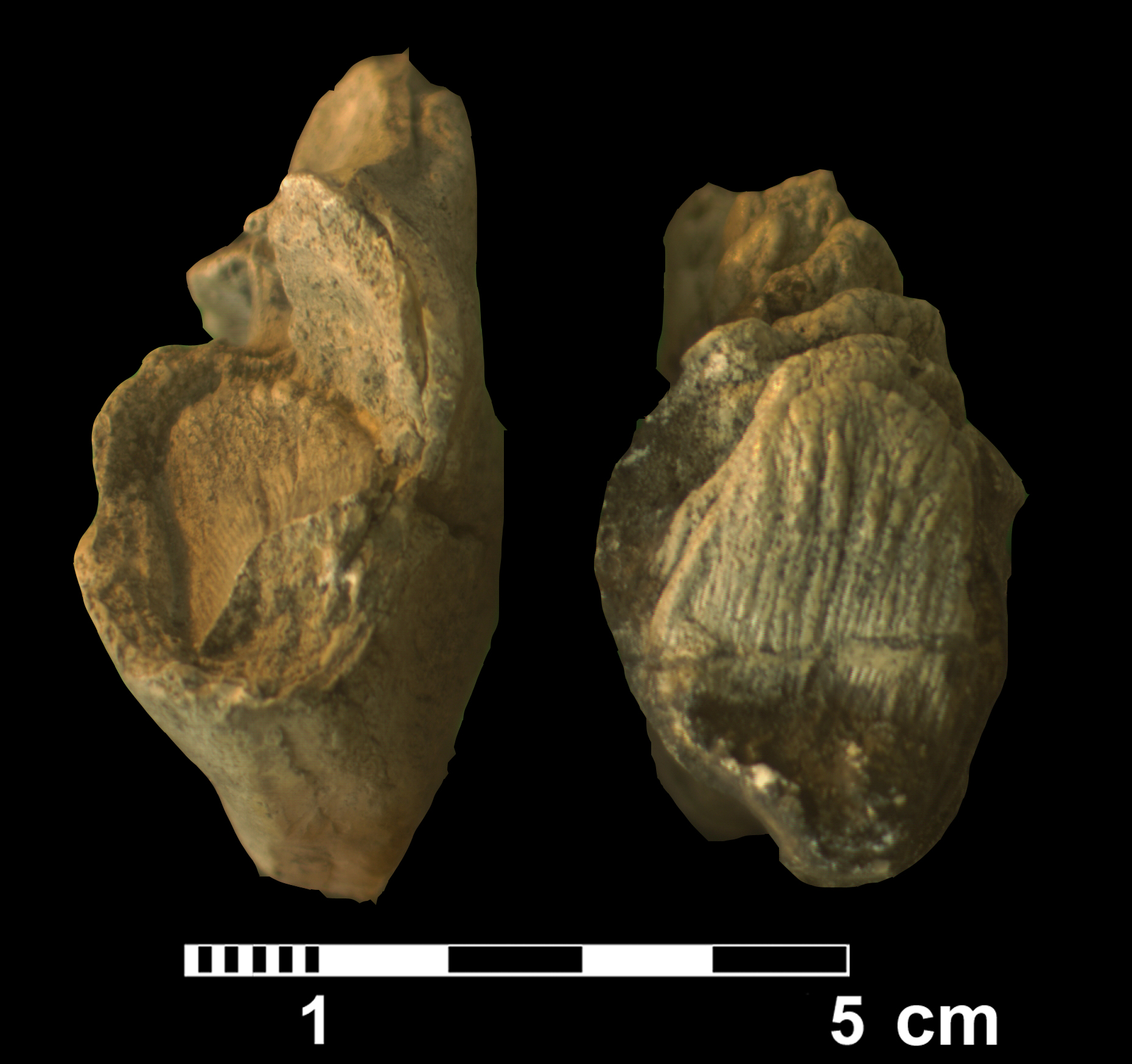 elephas_antiquus2-4 (M178)