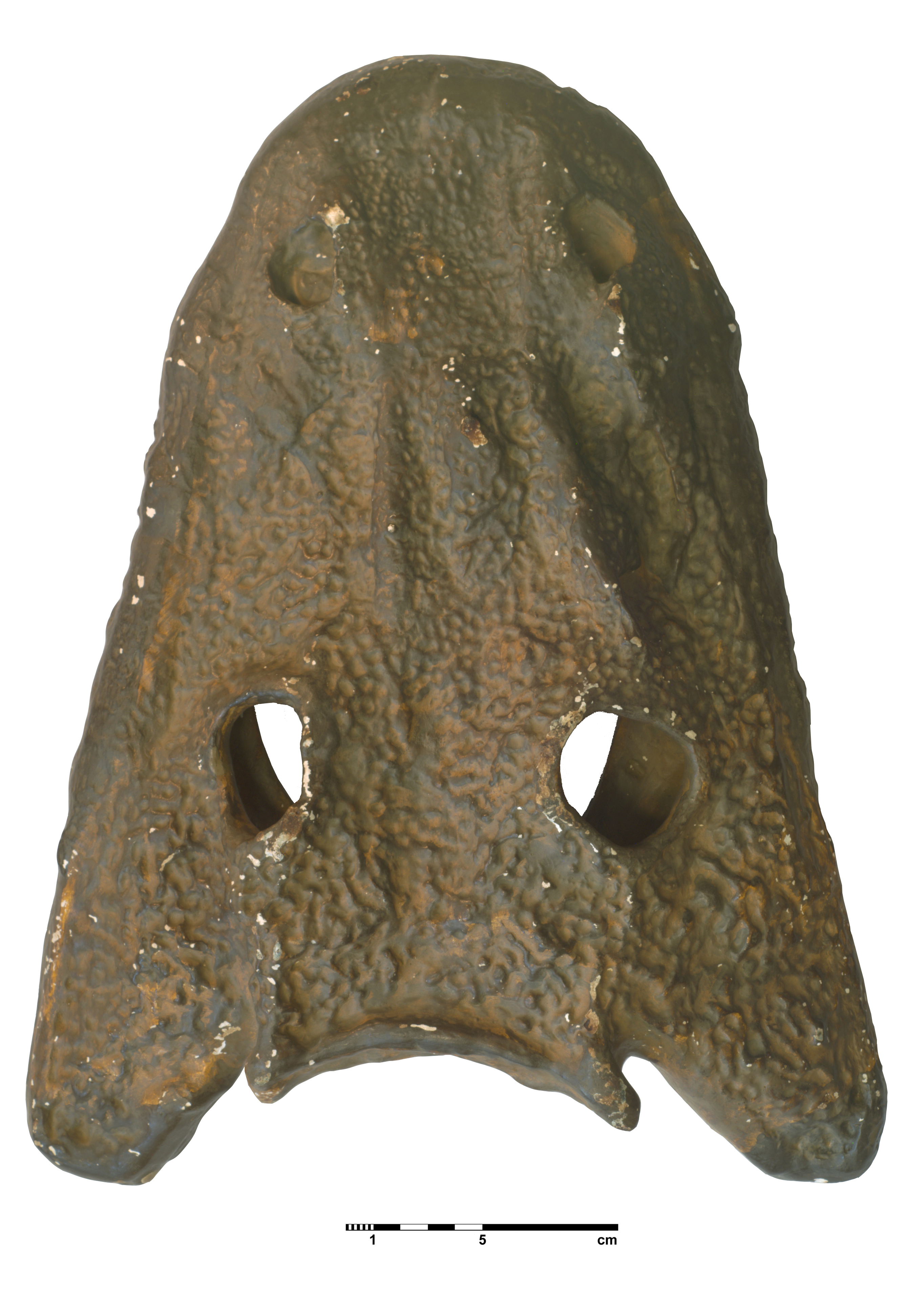 eryops_megacephalus-1 (C134)