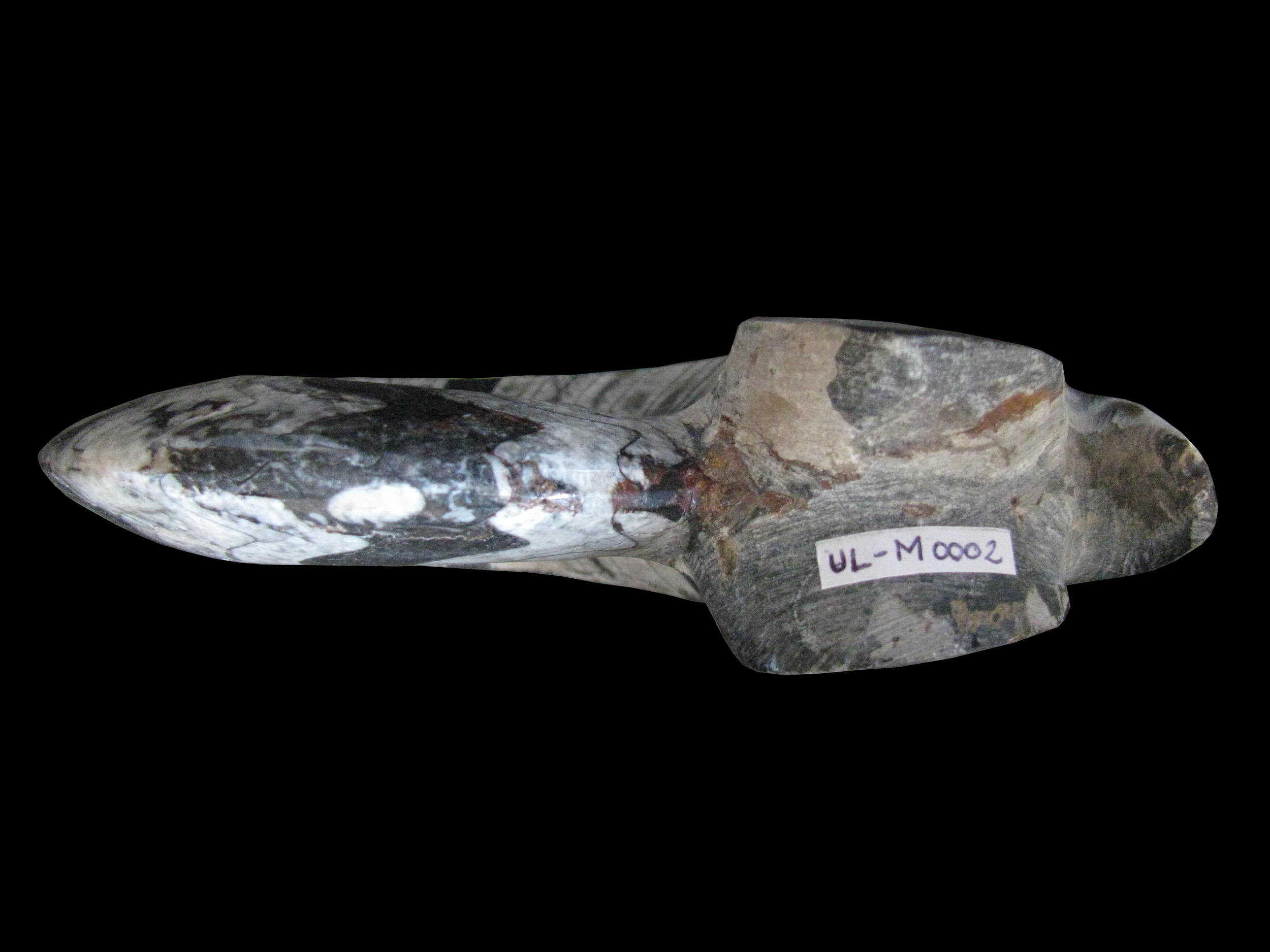 FOLI Base de données de fossiles 