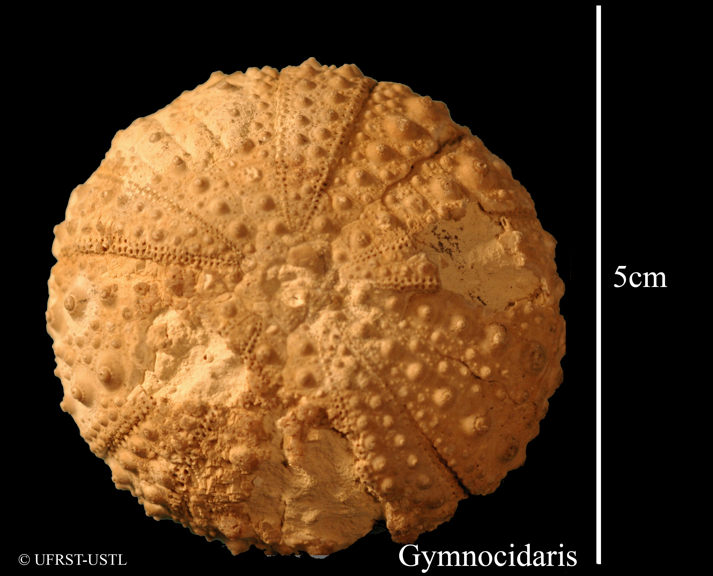 gymnocidaris-1 (UL-E 0186)