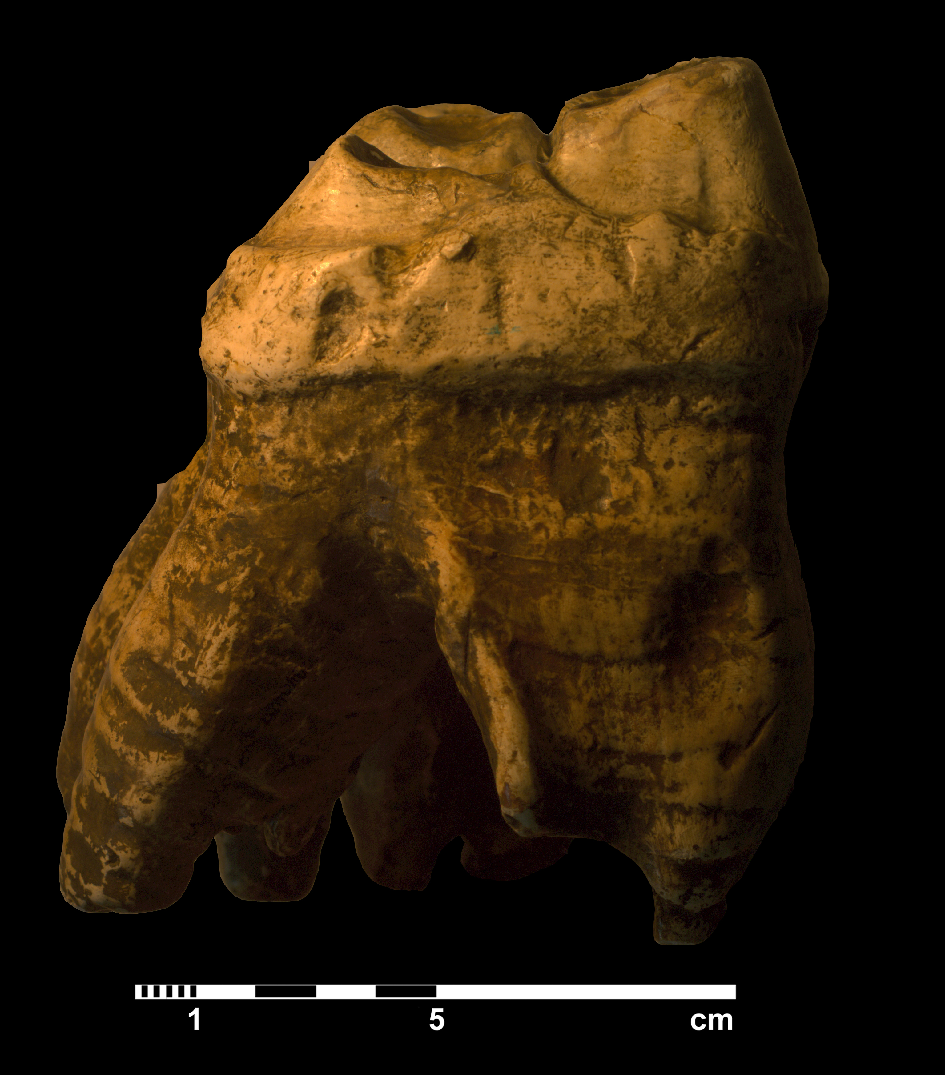 mammut_americanum-5 (VTP 22)