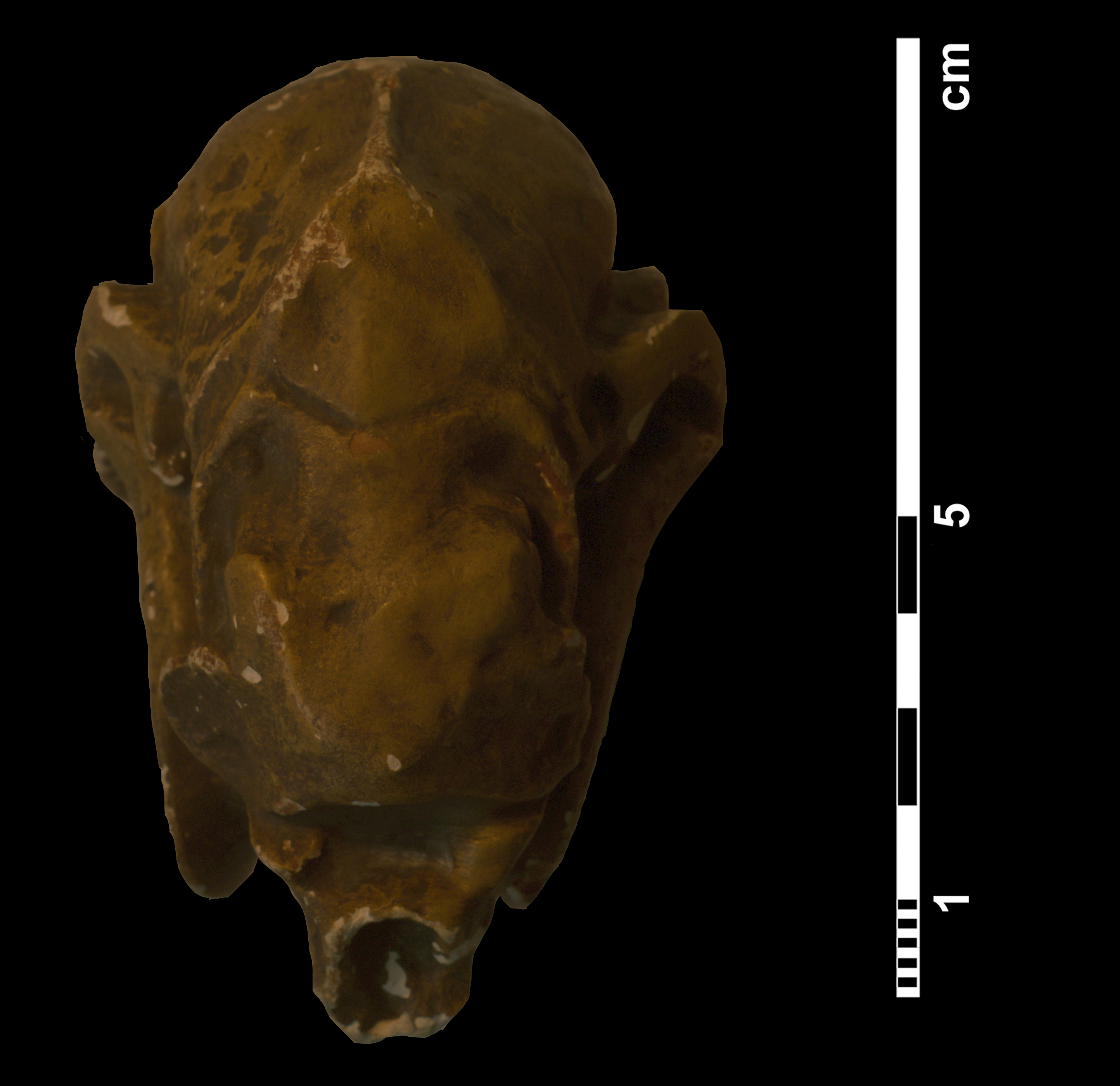mesohippus_sp-5 (C210)