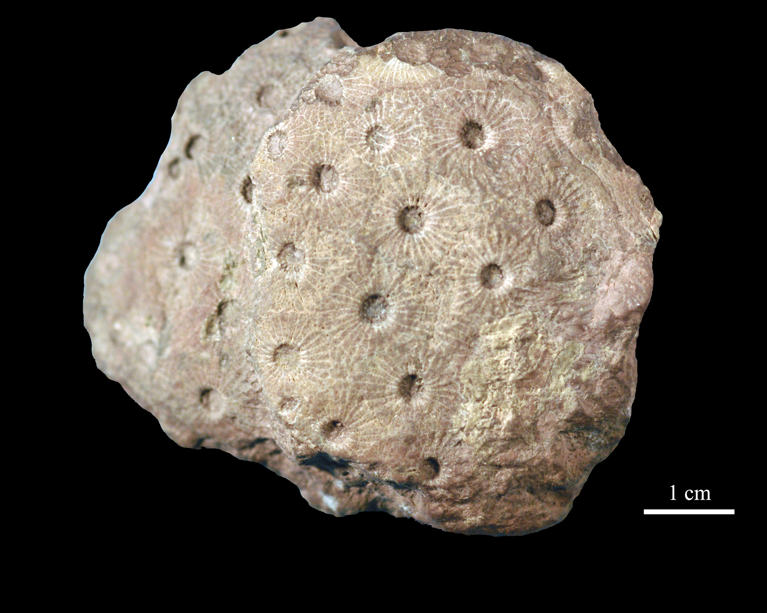 acervularia-1 (UL-C 0012)