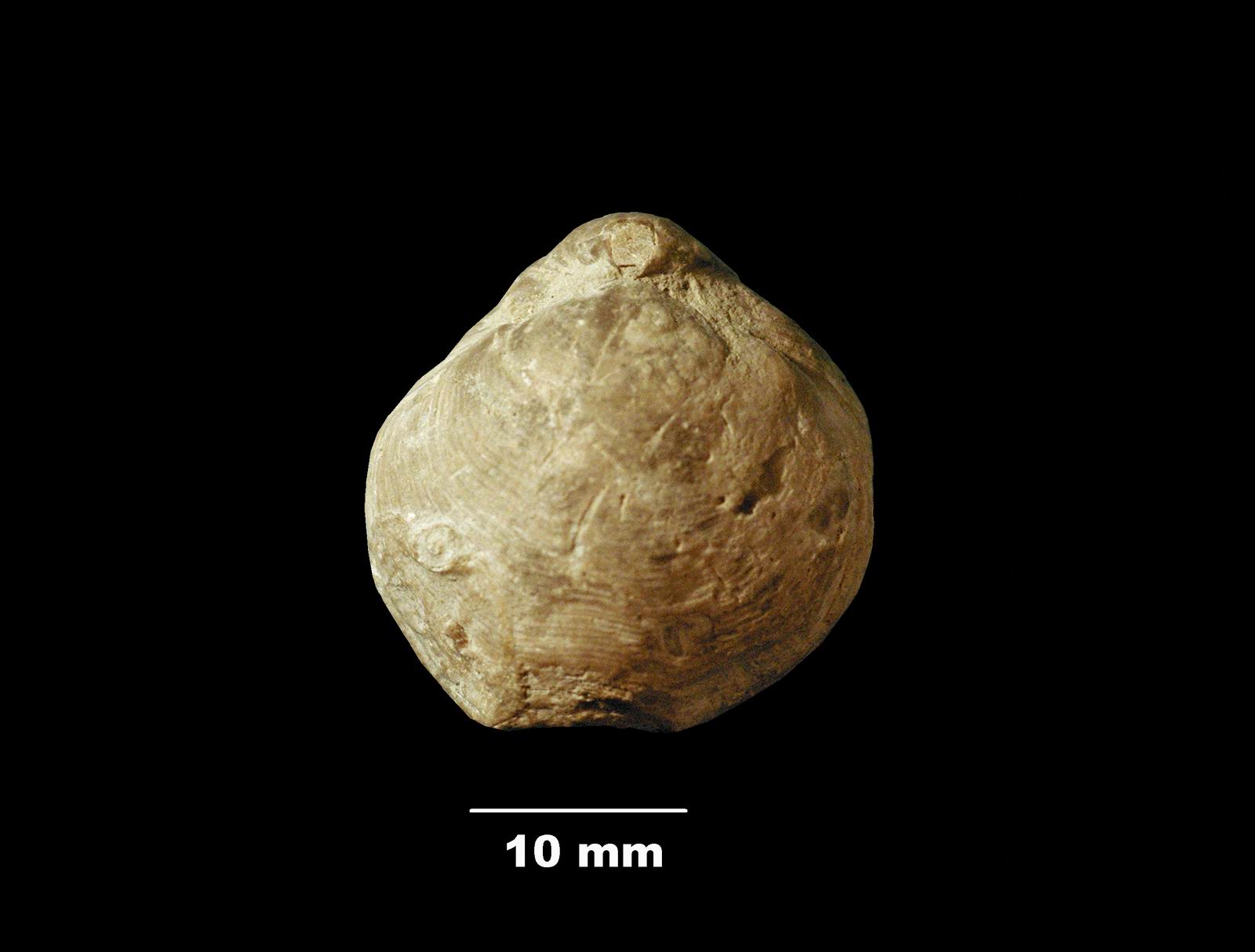 cyrtothyris-1 (UL-B 00015)